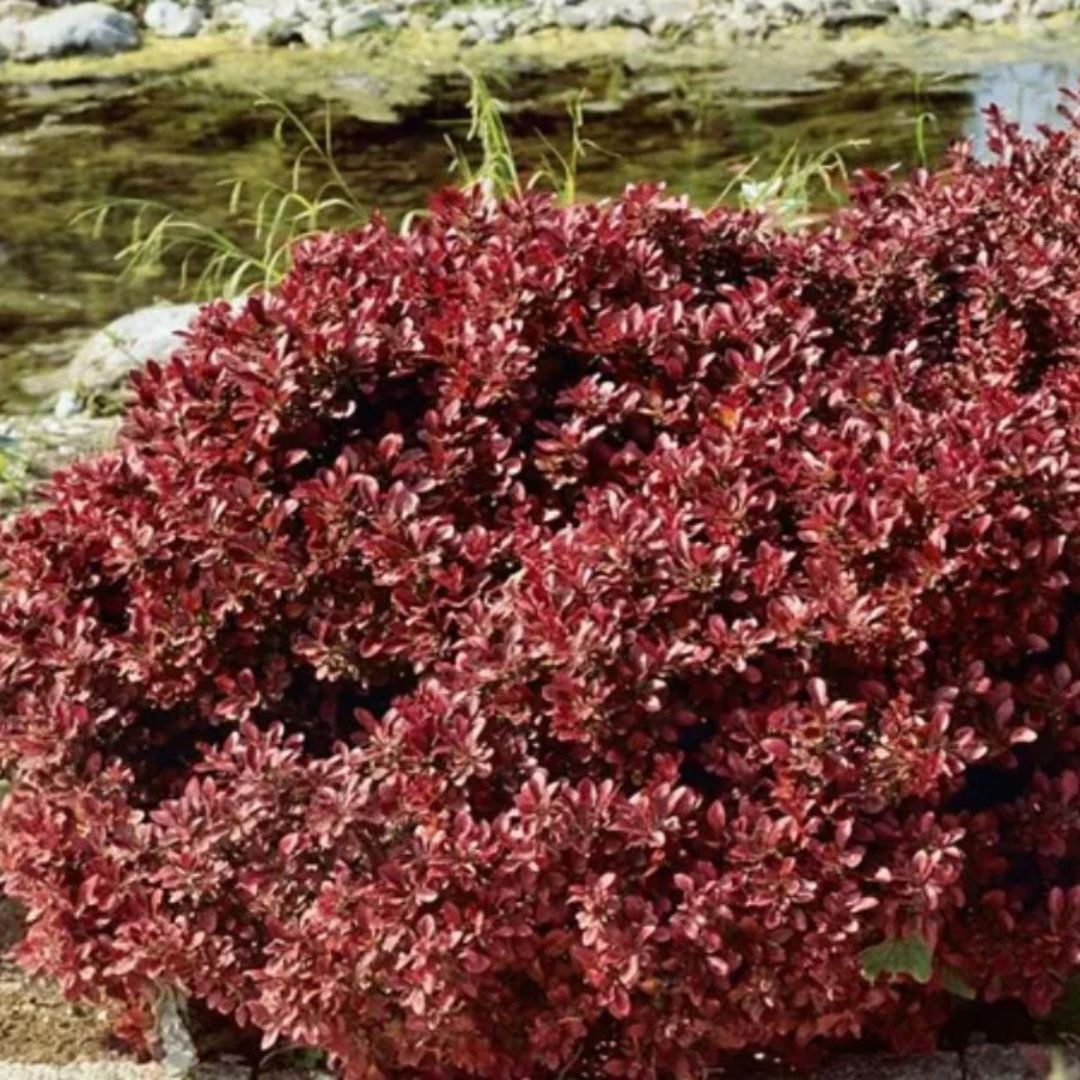 Dřišťál Thunbergův Atropurpurea Nana, výška 15–30 cm, květináč 9 cm