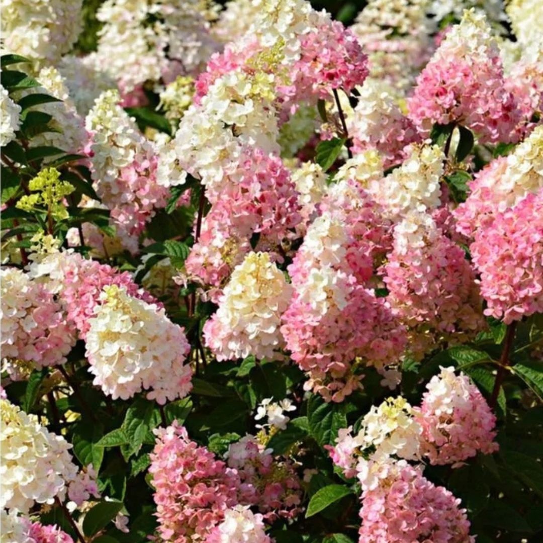 Hortenzie latnatá Sundae Fraise, výška 30–50 cm, květináč 3 l