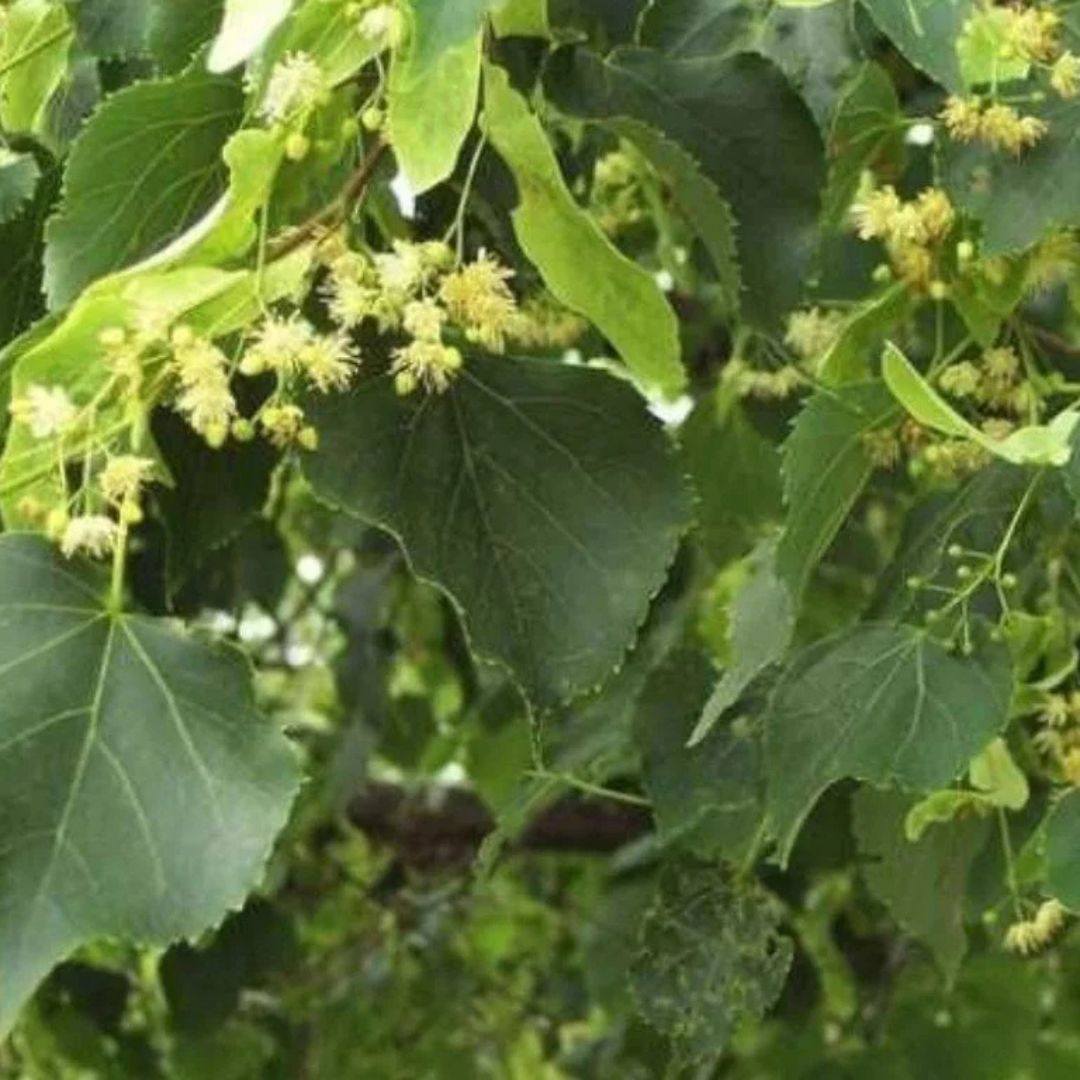 Lípa srdčitá, výška 30–60 cm, květináč 9 cm