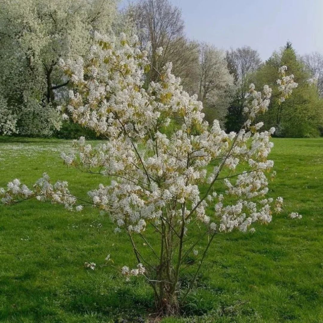 Muchovník Lamarckův, výška 20-40 cm, květináč 9 cm