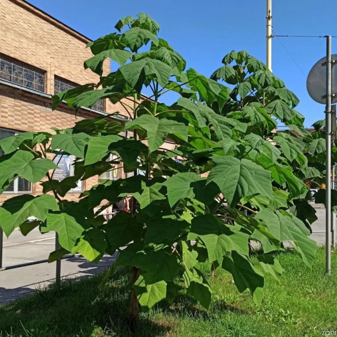 Pavlovnie plstnatá, výška 20–40 cm, květináč 9 cm
