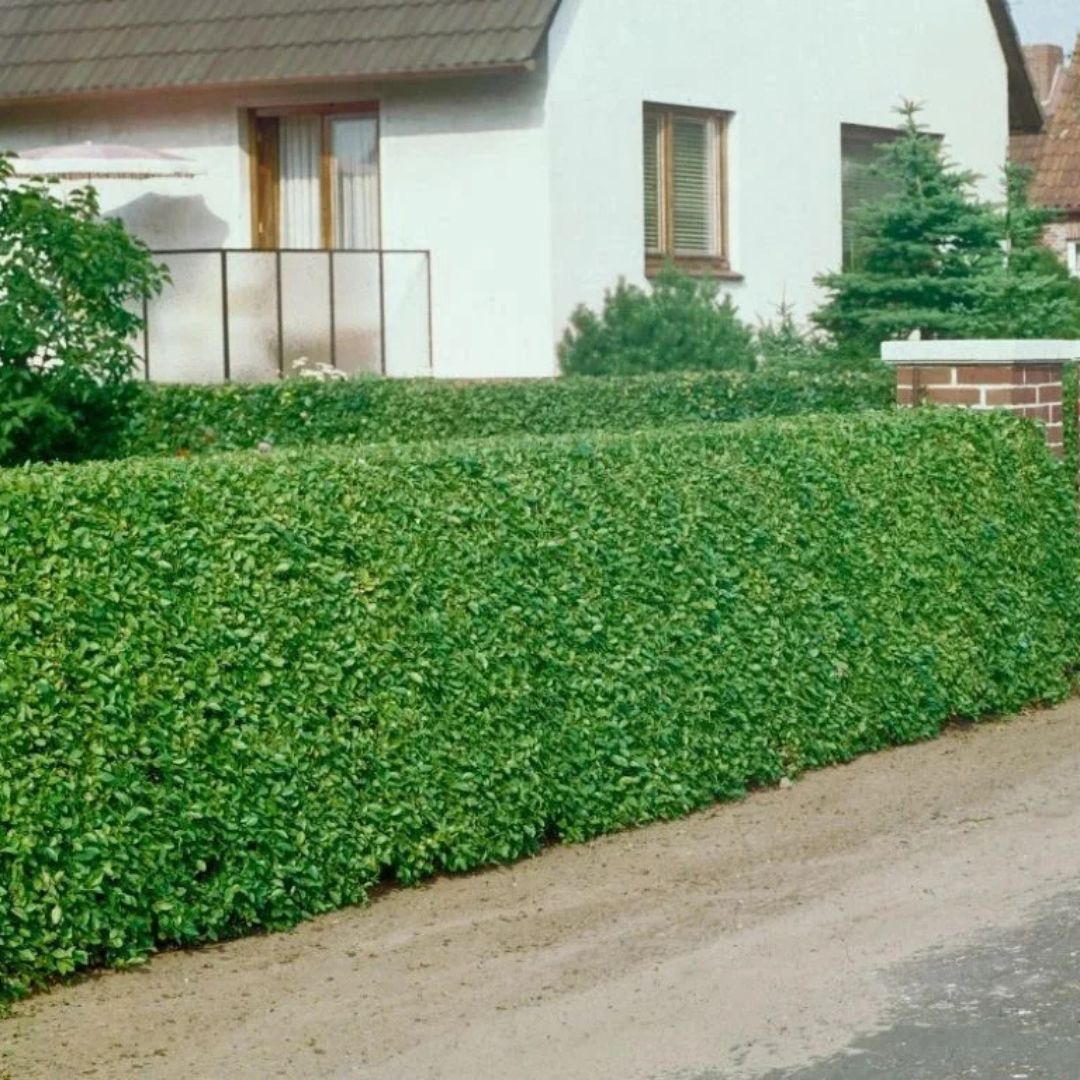 Ptačí zob vejčitolistý, výška 20–40 cm, květináč 9 cm