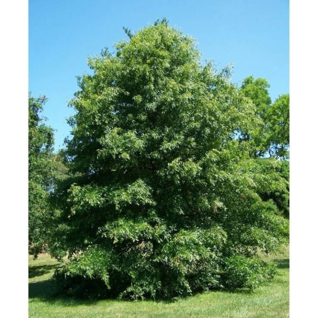 Dub bahenní, výška 30–50 cm, květináč 9 cm