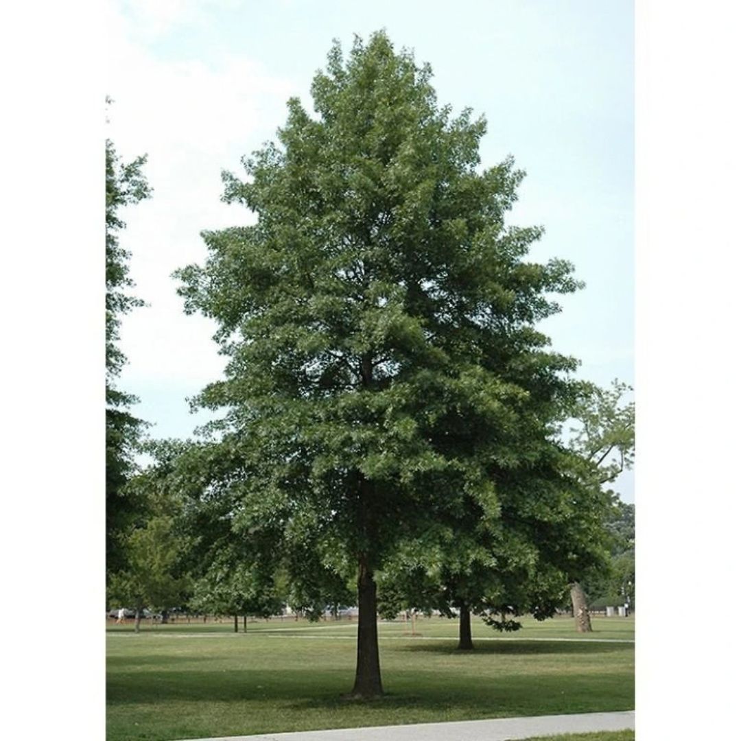 Dub bahenní, výška 30–50 cm, květináč 9 cm