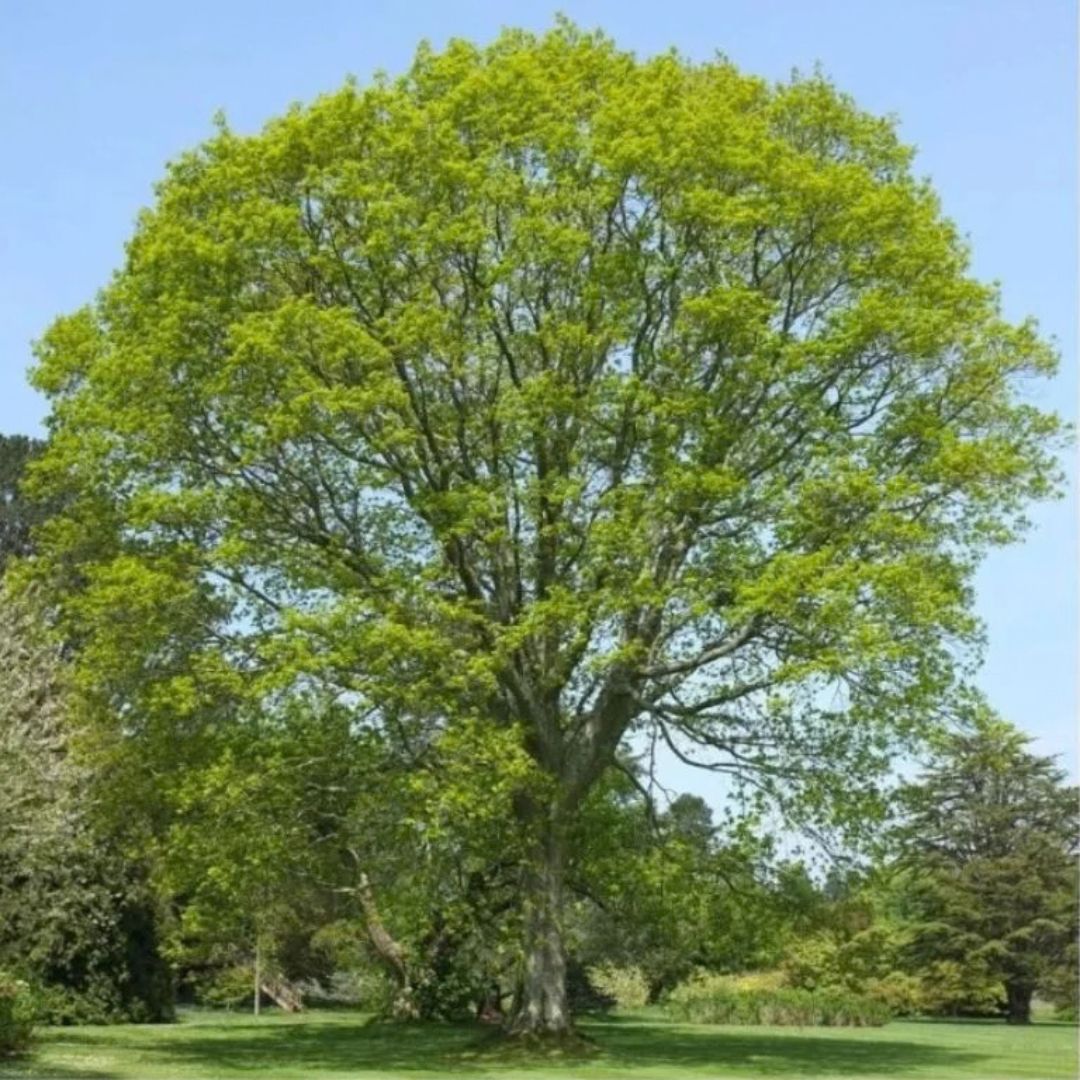 Dub červený, výška 50–80 cm, květináč 2 l