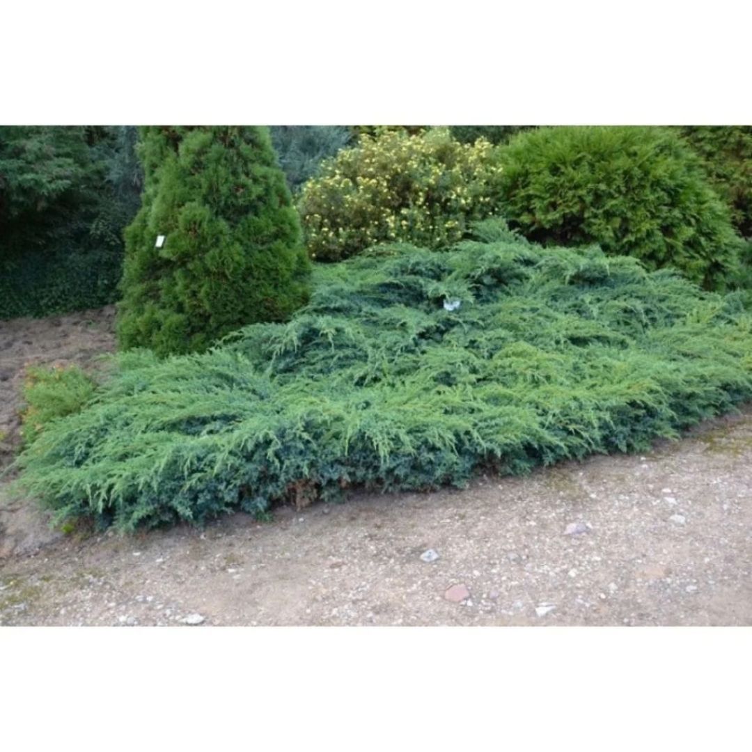 Jalovec šupinatý Blue Carpet, květináč 9 cm