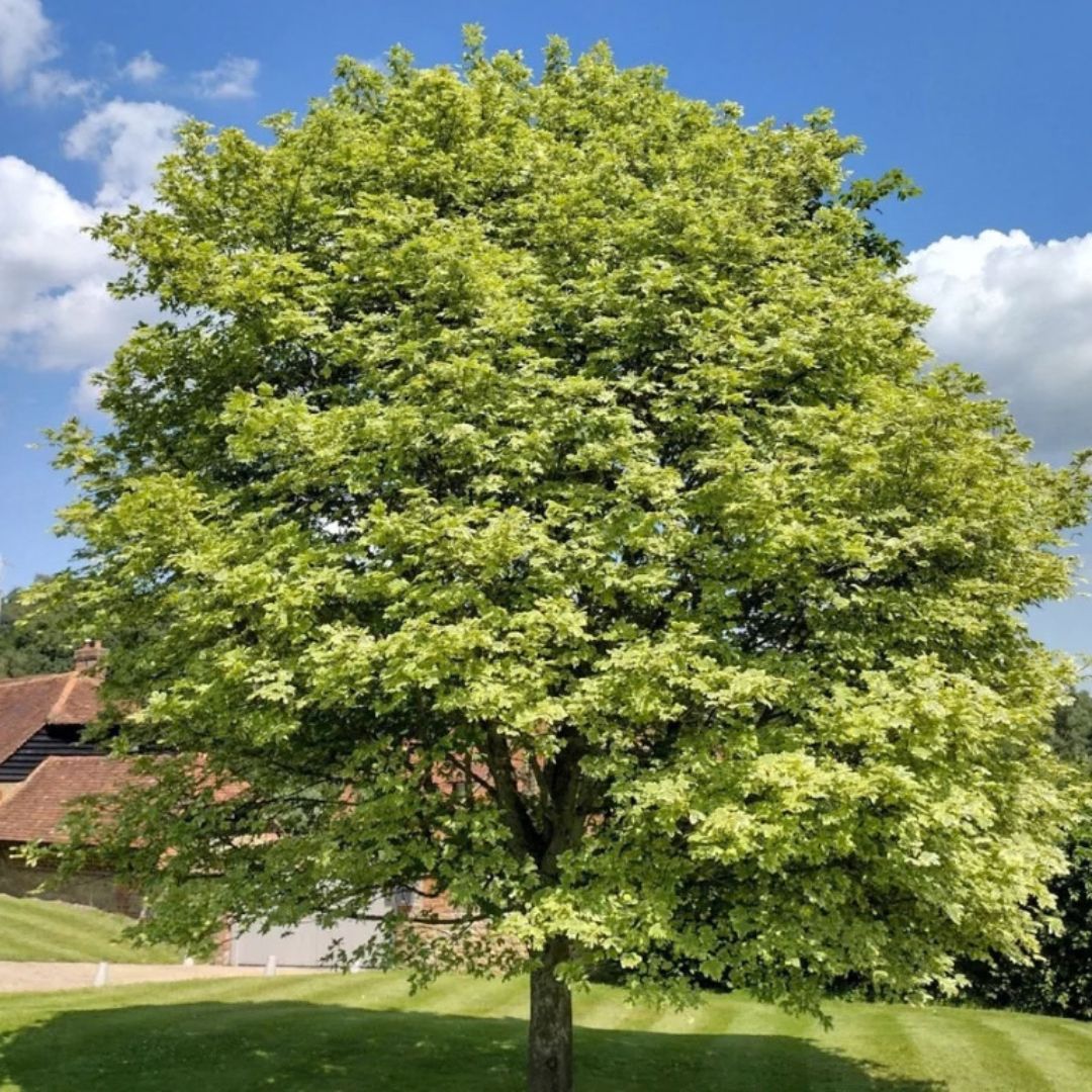 Javor mléč, výška 30–60 cm, květináč 9 cm