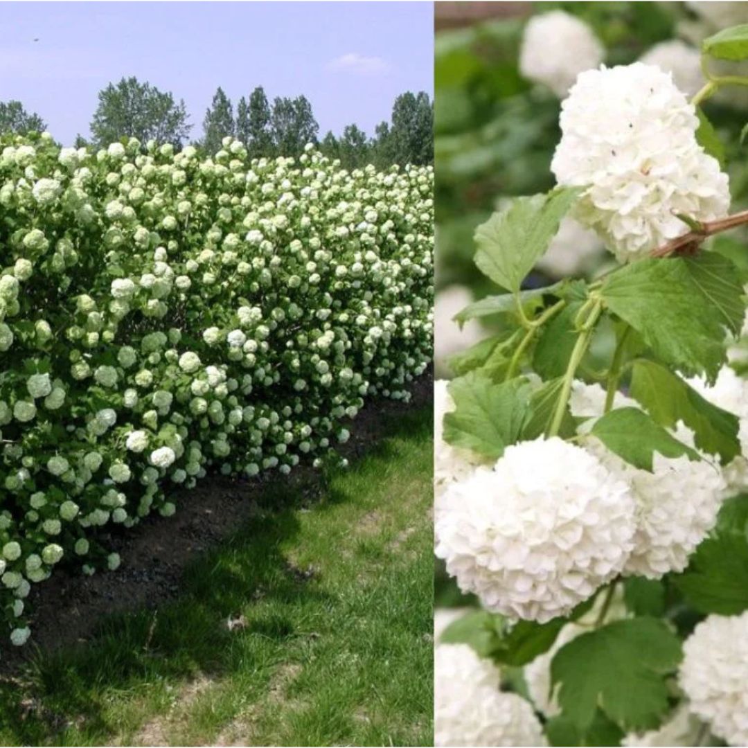 Kalina obecná Roseum, výška 15–30 cm, květináč 9 cm