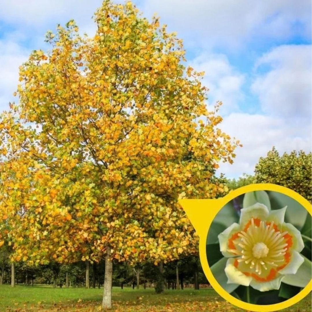 Liliovník tulipánokvětý, výška 15–30 cm, květináč 9 cm
