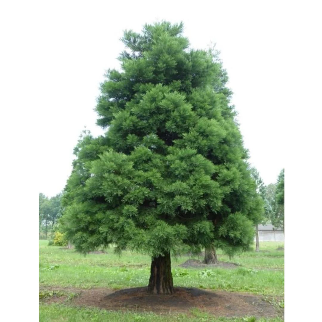 Sekvojovec obrovský, výška 10–30 cm, květináč 9 cm