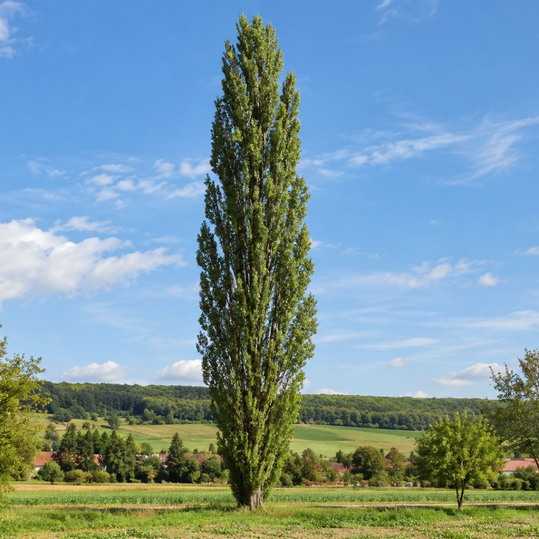 Topol černý Italica, výška 50–80 cm, květináč 2 l