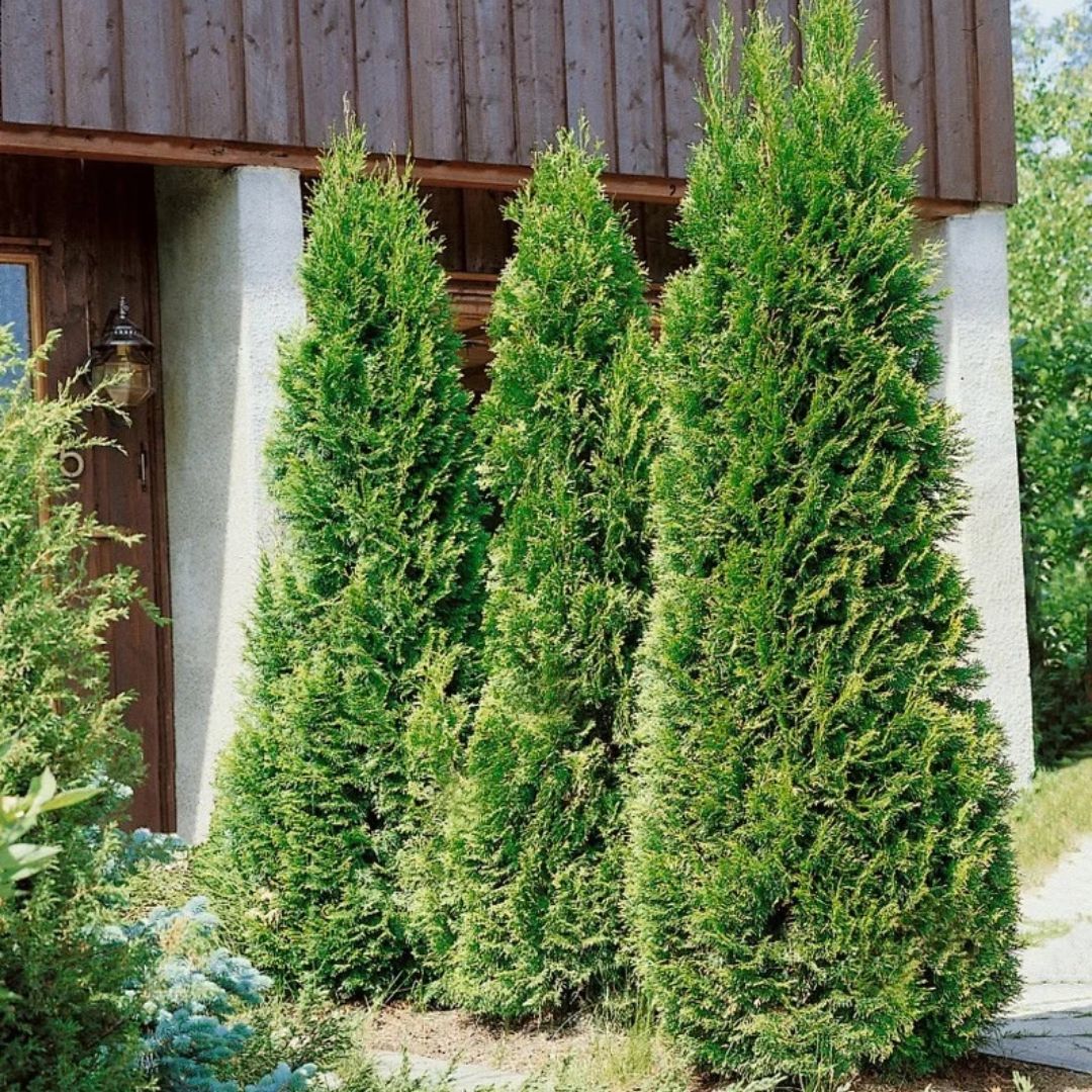 Túje, zerav západní Holmstrup, výška 15–30 cm, květináč 9 cm