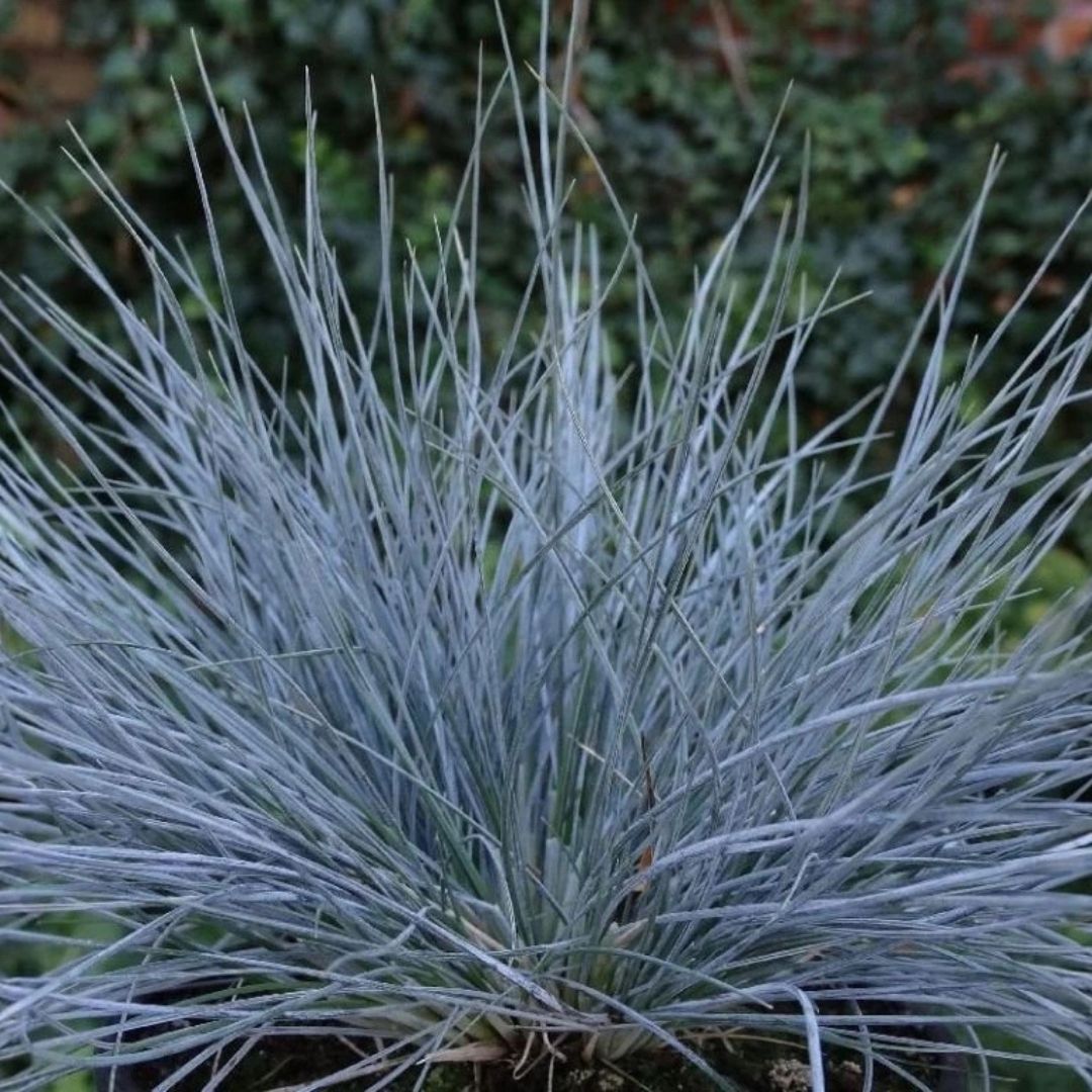 Kostřava popelavá Blauglut, květináč 9 cm