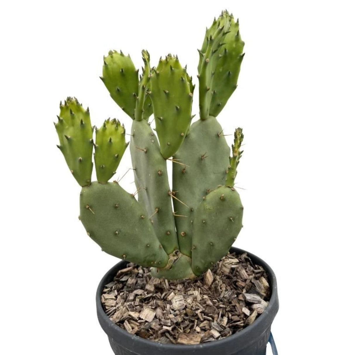 Opuncie velkotrná, výška 20-30 cm, květináč 3 l