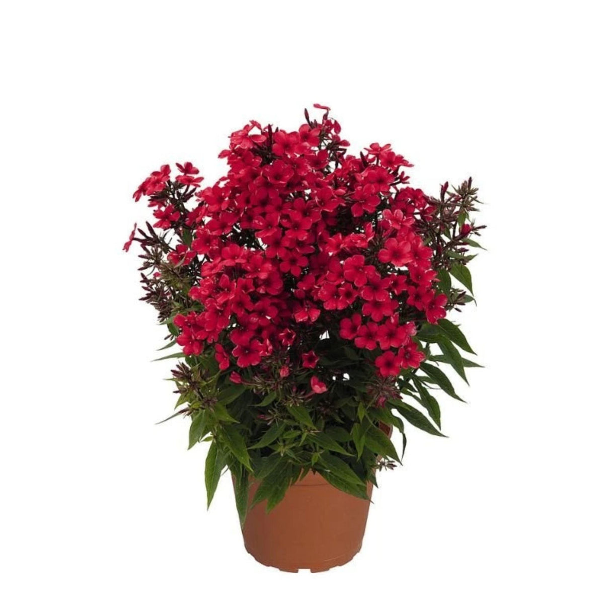 Plamenka latnatá Early Red, květináč 11 cm