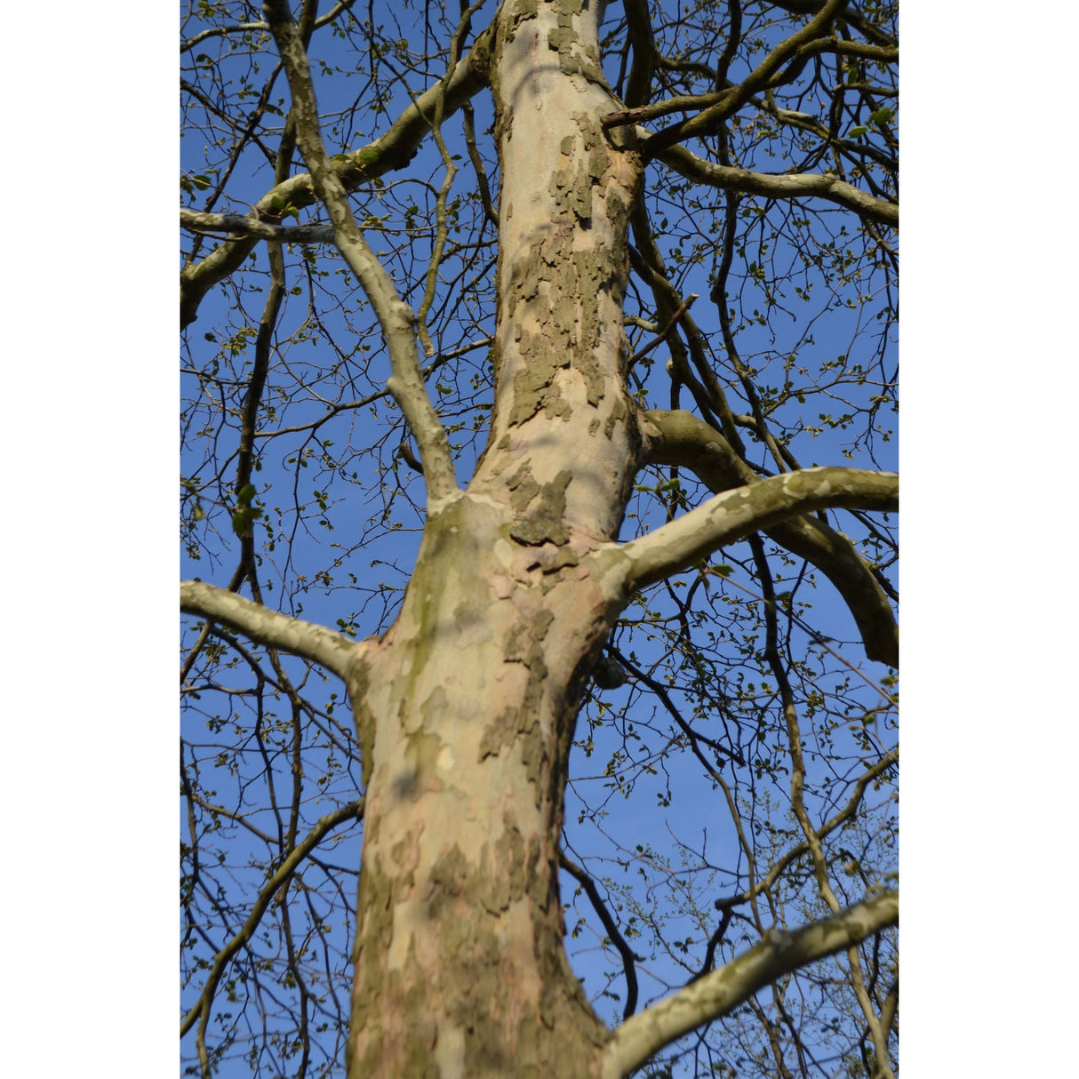 Platan javorolistý Hispanica vícekmen, výška 180-250cm, květináč 18 l
