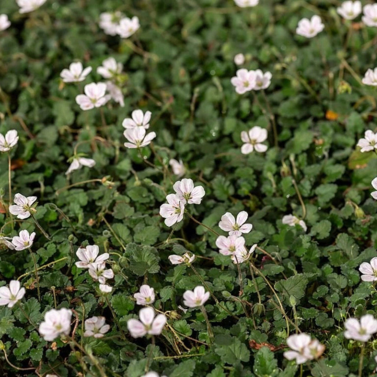 Pumpava reichardii Album, květináč 9 cm