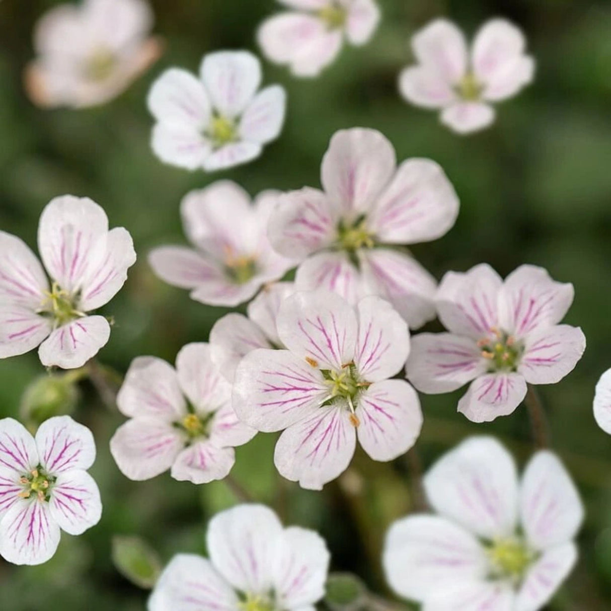 Pumpava reichardii Album, květináč 9 cm