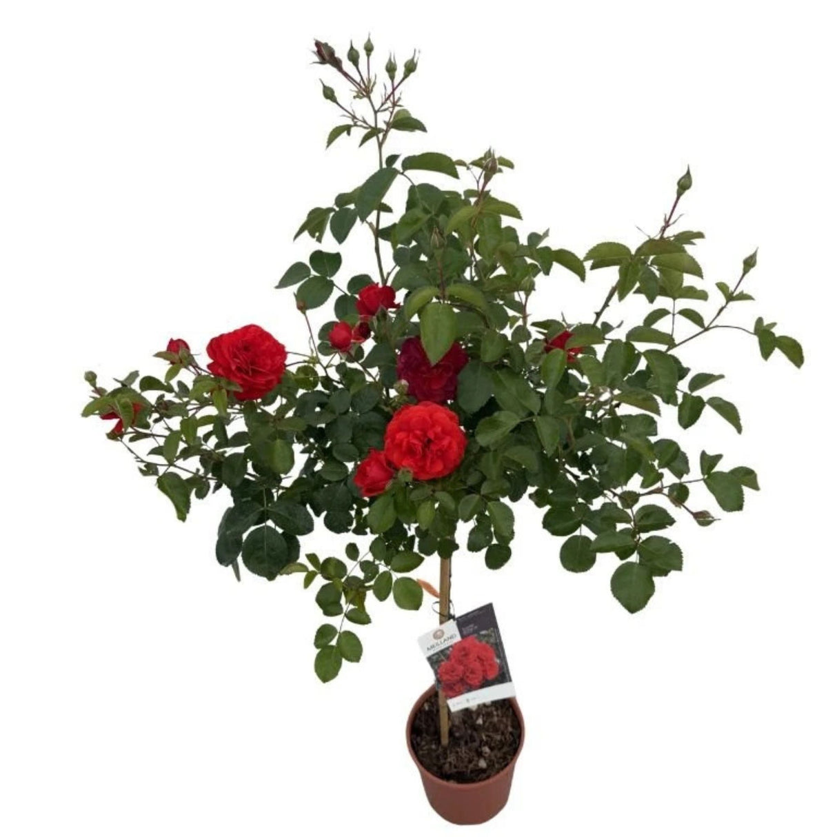 Růže stromková Scarlet Bonica na kmínku 50-60 cm, výška 80-100 cm, květináč 10 l