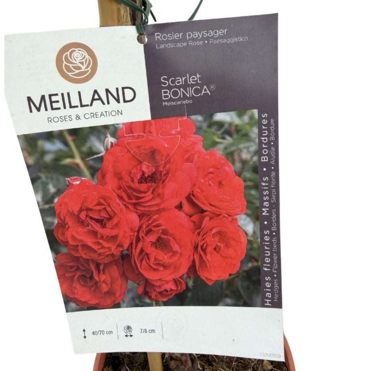 Růže stromková Scarlet Bonica na kmínku 50-60 cm, výška 80-100 cm, květináč 10 l