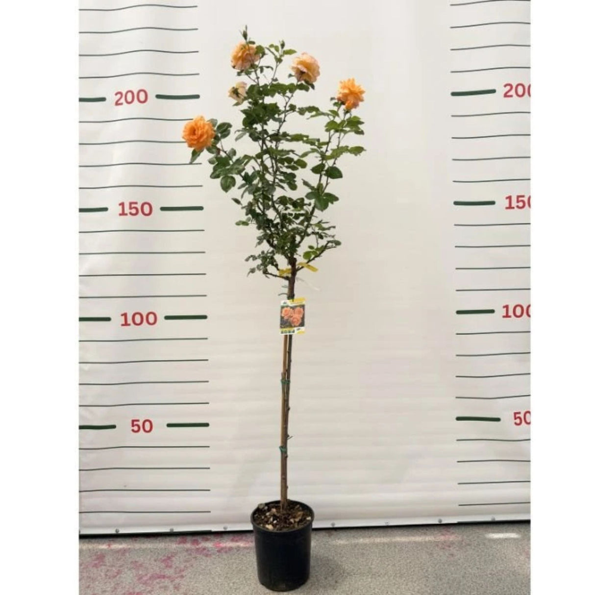 Růže stromková Chateaubrian na kmínku 80-90 cm, výška 110-140 cm, květináč 10 l