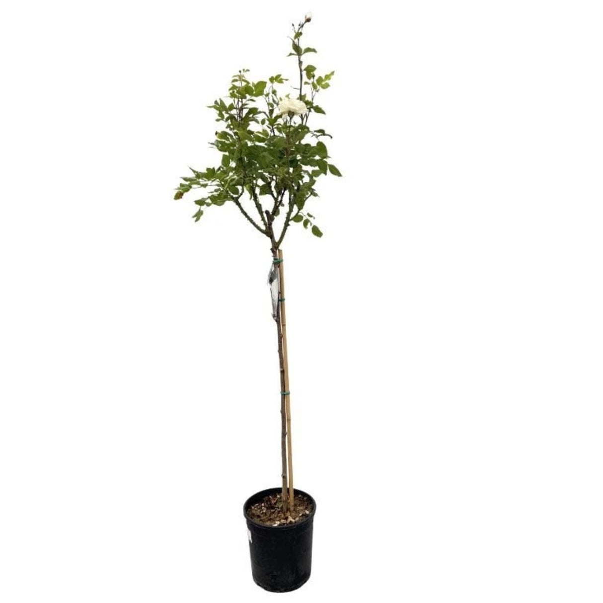 Růže stromková Claus Dalby na kmínku 80–90 cm, výška 110–140 cm, květináč 10 l