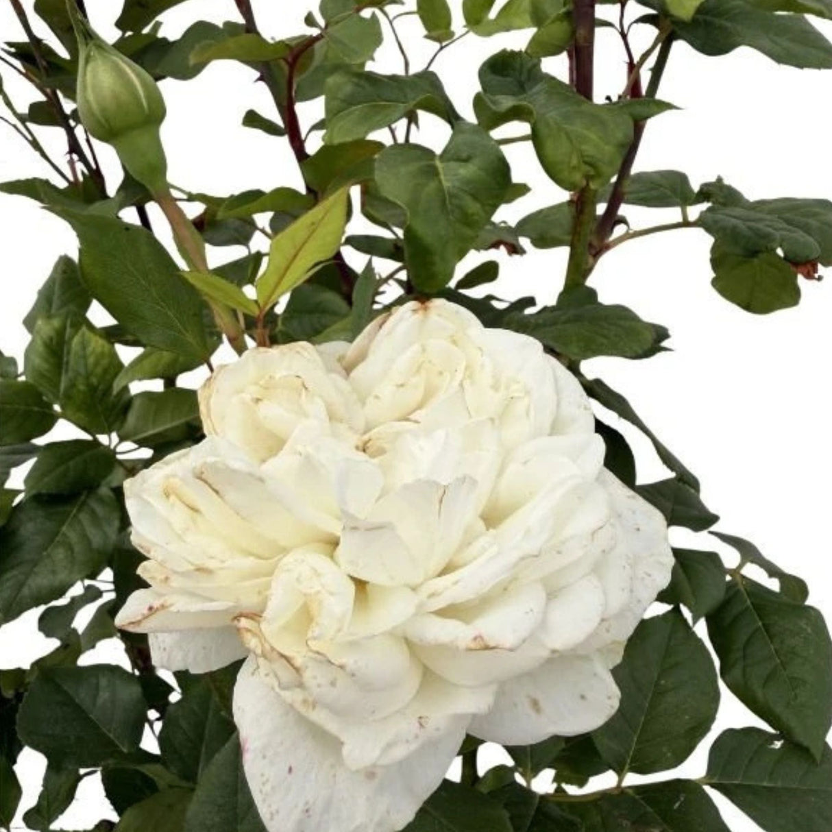 Růže stromková Claus Dalby na kmínku 80–90 cm, výška 110–140 cm, květináč 10 l