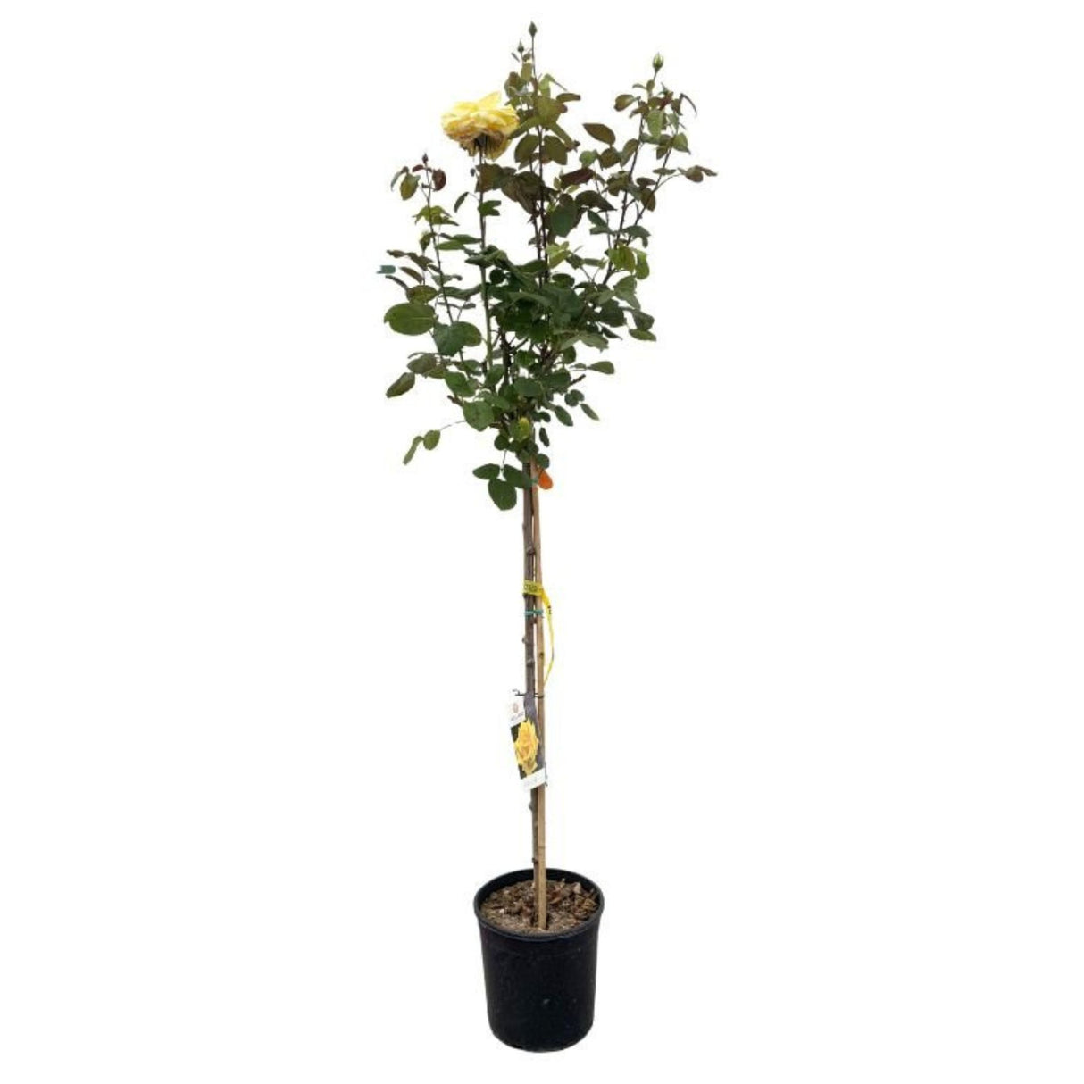 Růže stromková Golden Perfumella na kmínku 90cm, výška 120-130cm, květináč 10 l