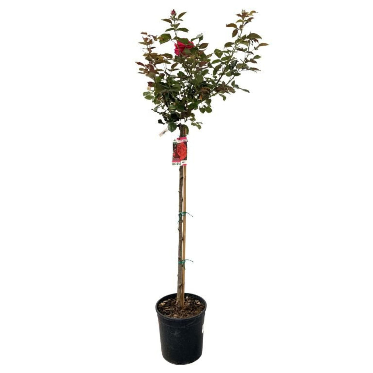 Růže stromková Grande Classe na kmínku 90 cm, výška 120-130 cm, květináč 10 l