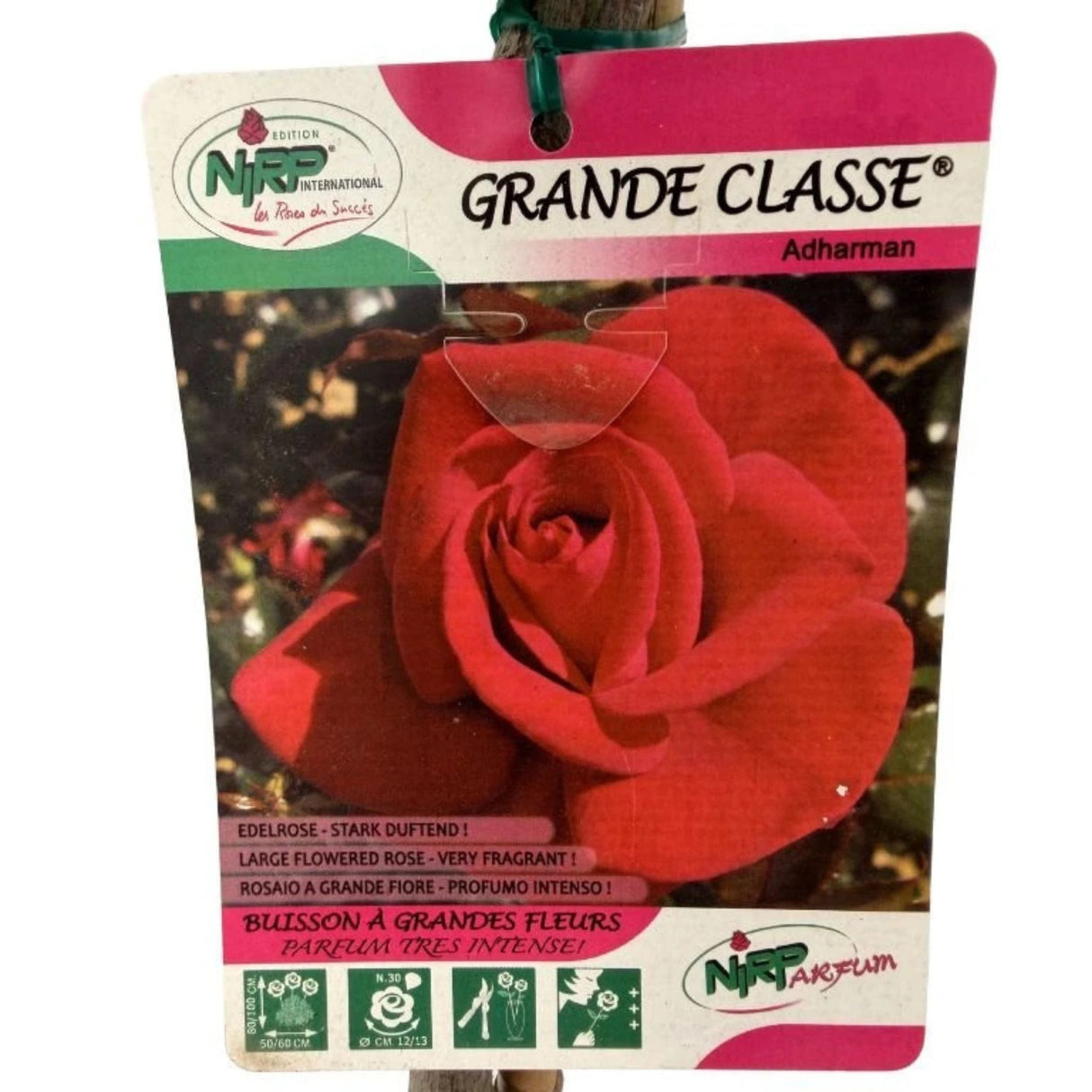 Růže stromková Grande Classe na kmínku 90 cm, výška 120-130 cm, květináč 10 l