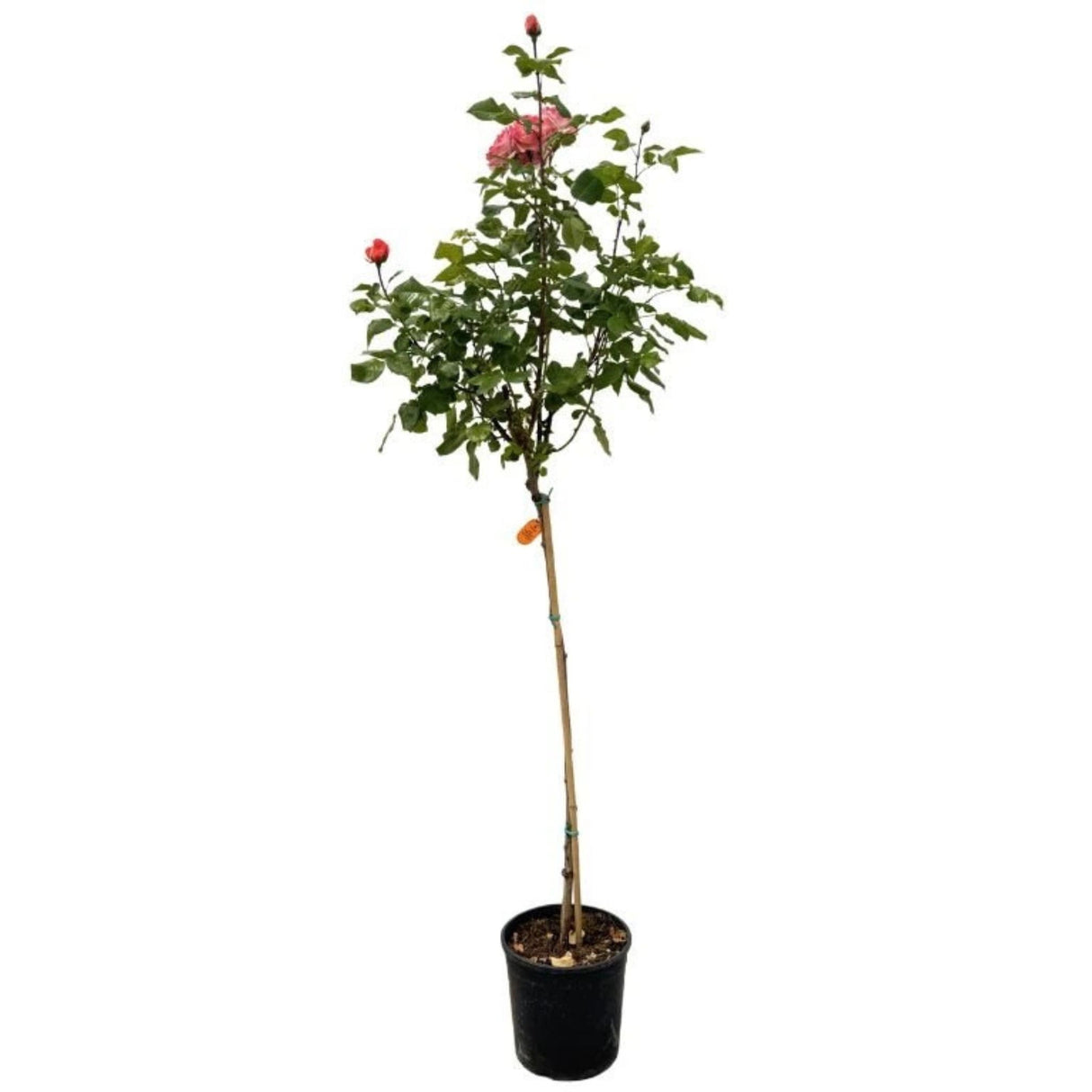 Růže stromková Jazz Festival na kmínku 90 cm, výška 120-130 cm, květináč 10 l