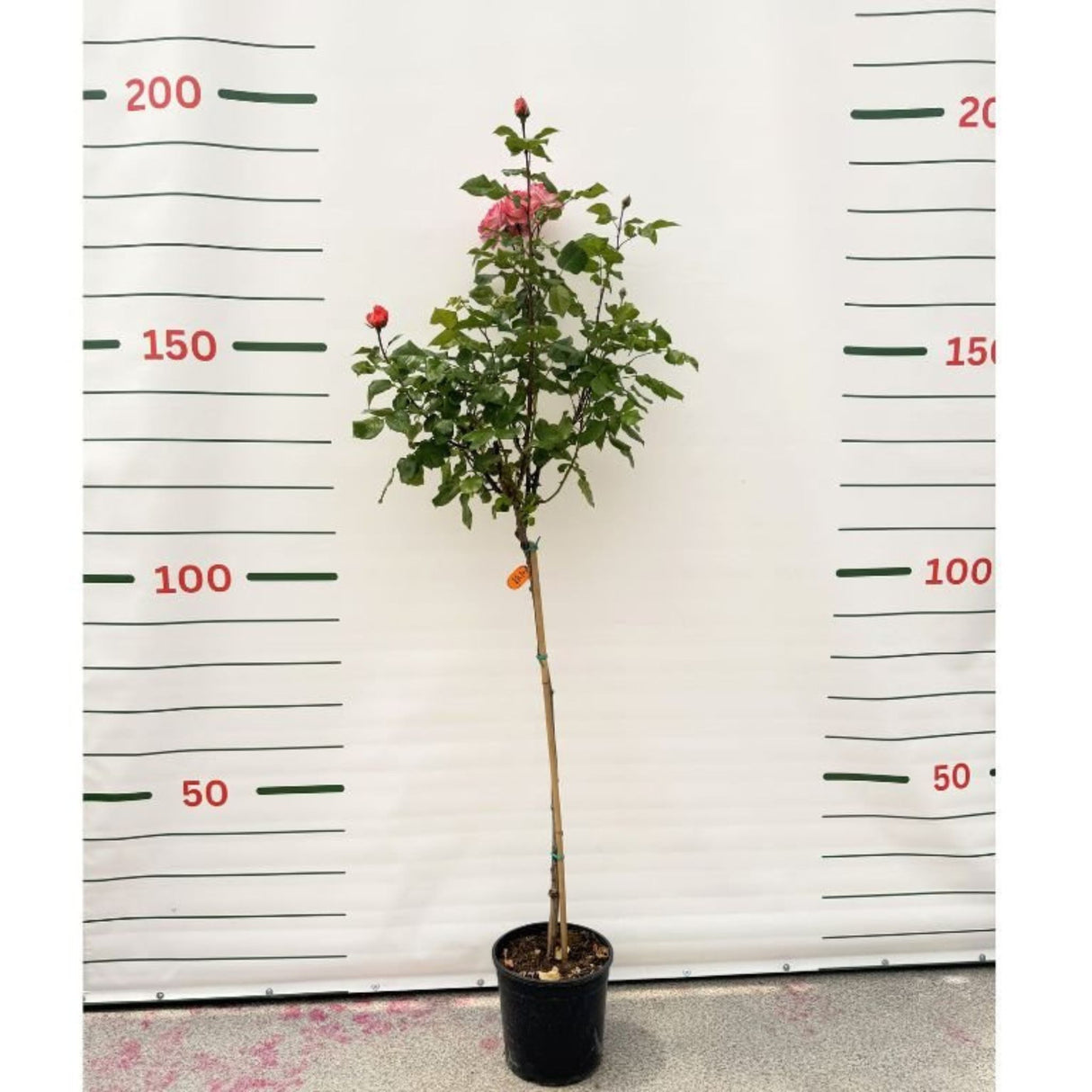Růže stromková Jazz Festival na kmínku 90 cm, výška 120-130 cm, květináč 10 l