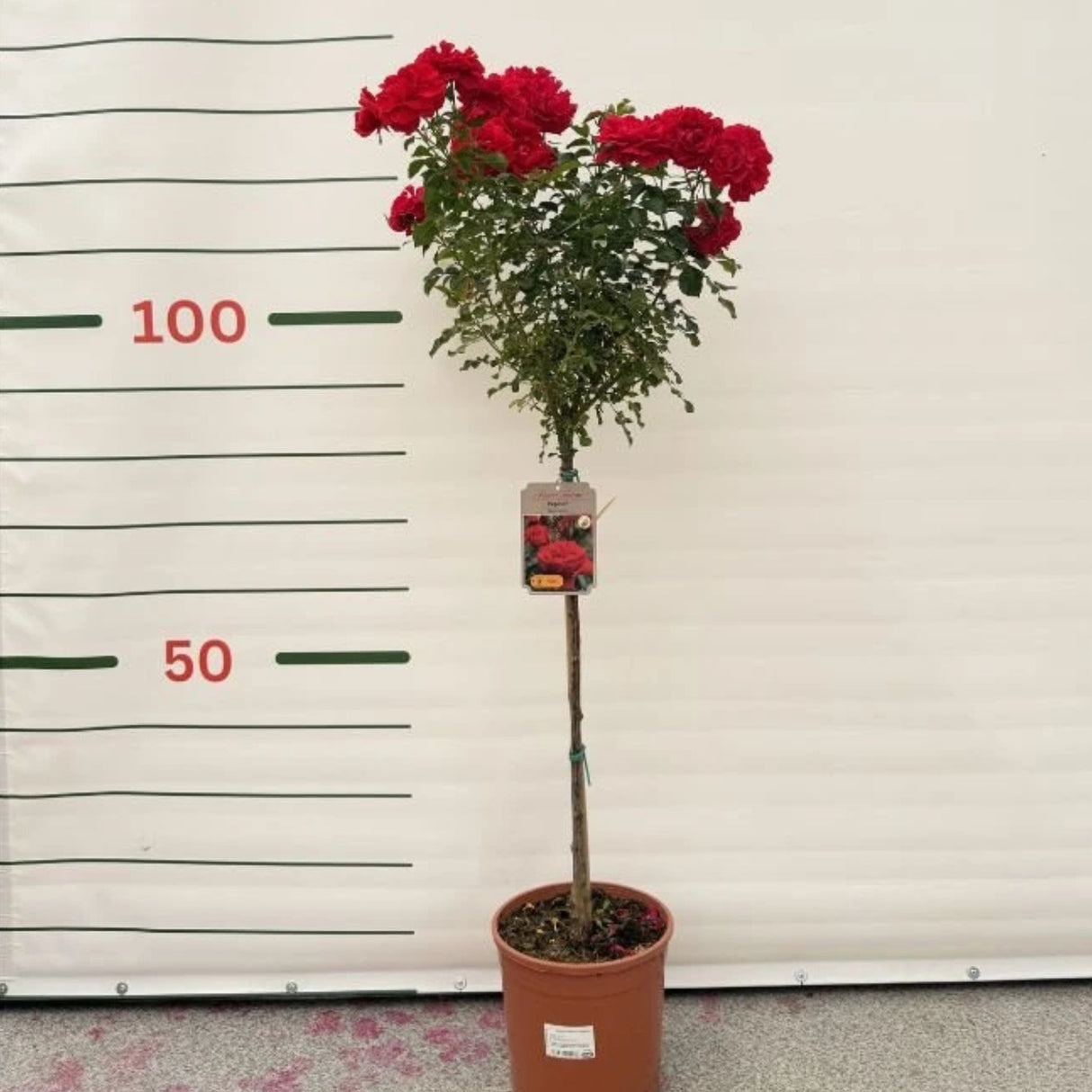 Růže stromková Pepino na kmínku 50–60 cm, výška 80–100 cm, květináč 10 l