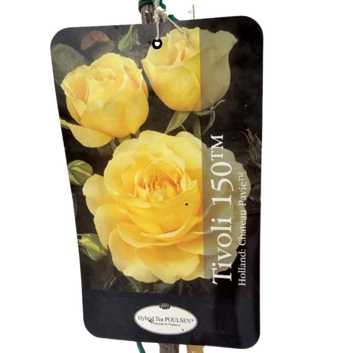 Růže stromková Tivoli na kmínku 80–90 cm, výška 110–140 cm, květináč 10 l