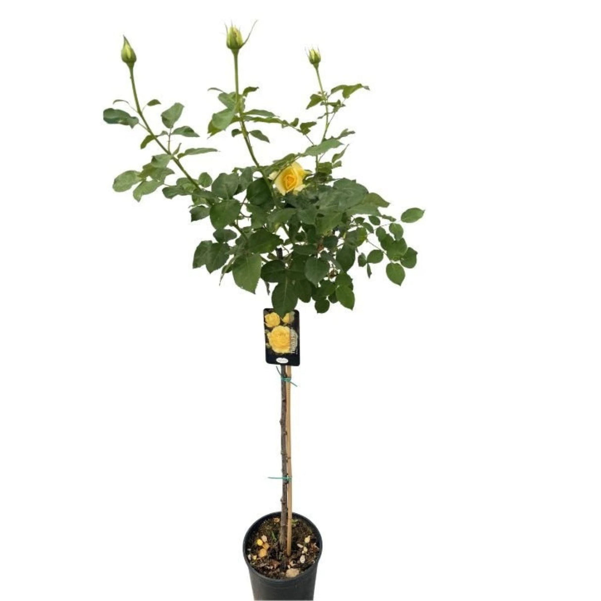 Růže stromková Tivoli na kmínku 80–90 cm, výška 110–140 cm, květináč 10 l