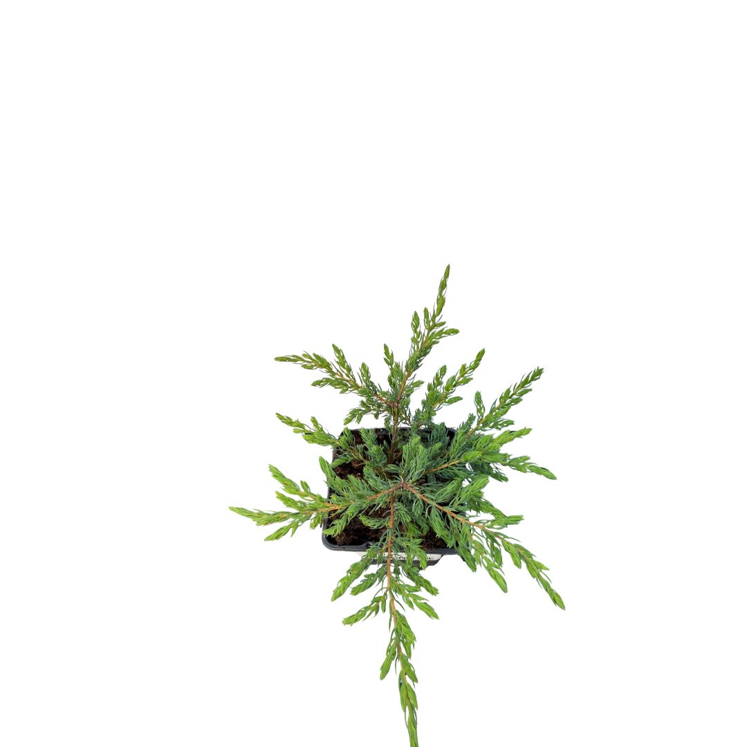 Jalovec obecný Repanda, květináč 9 cm