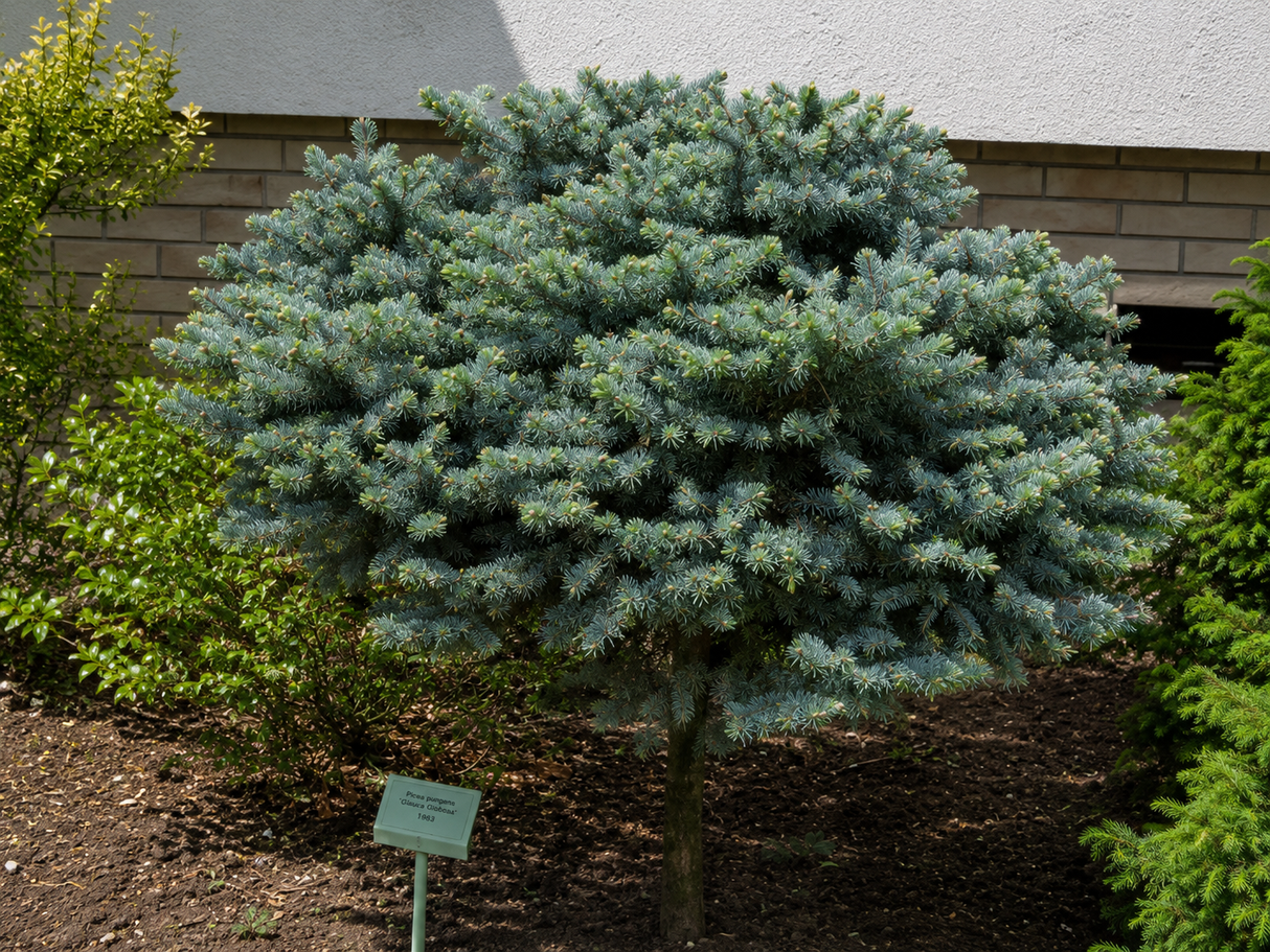 Smrk pichlavý Glauca Globosa na 80–85 cm kmínku, výška 100–110 cm, květináč 9 l