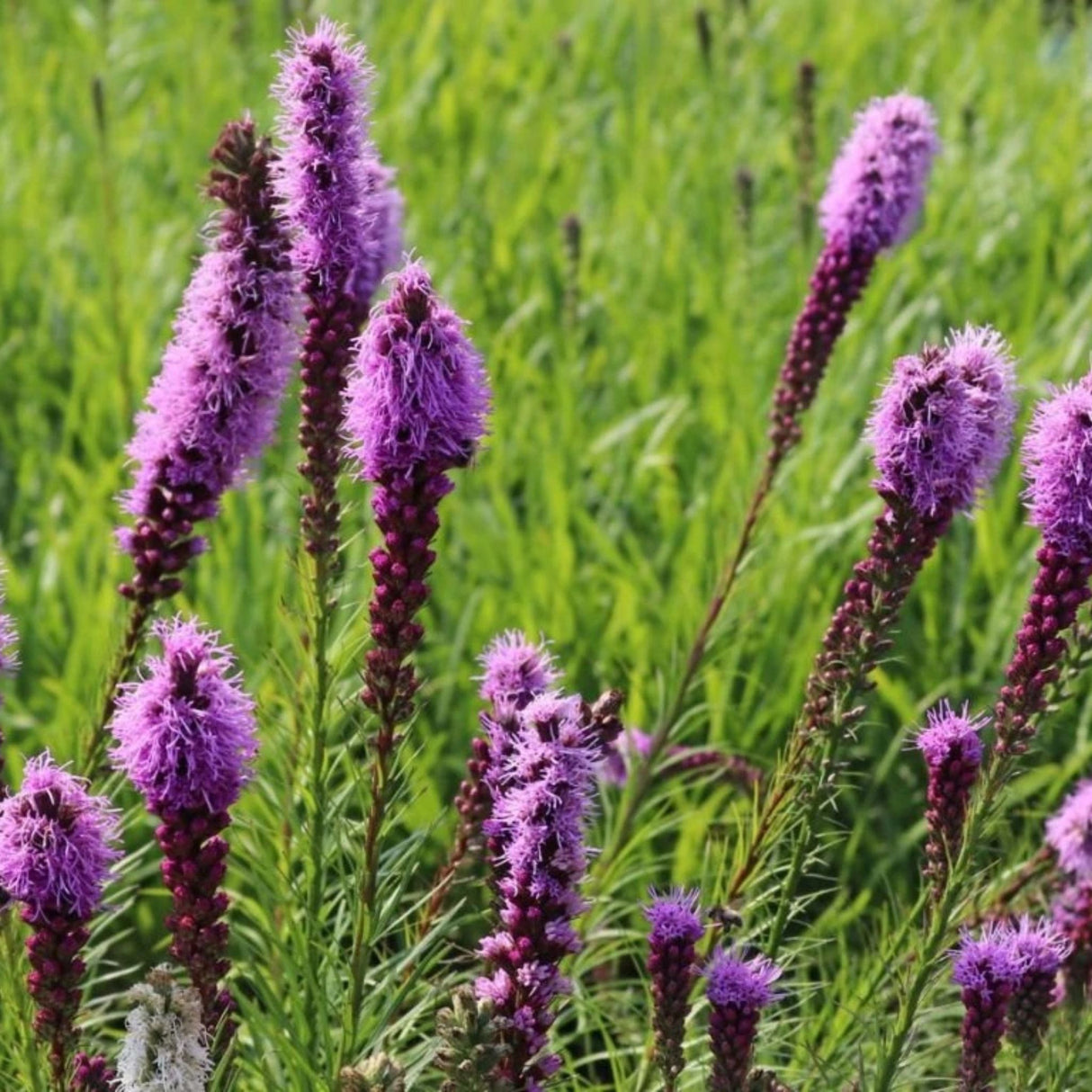 Šuškarda Floristan Violet, květináč 9 cm