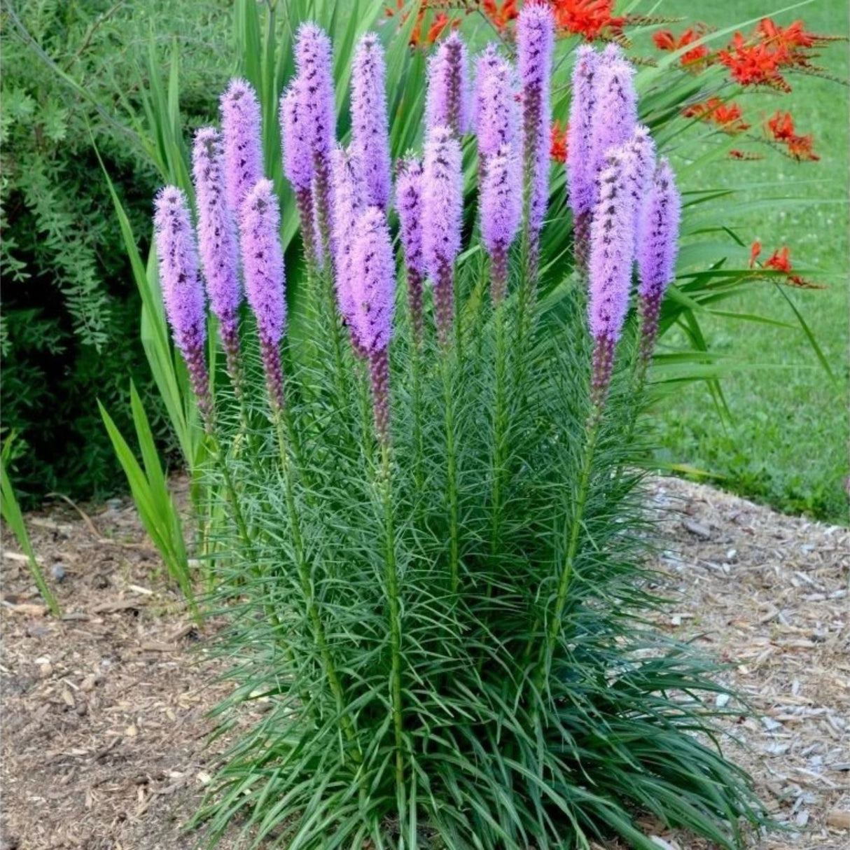 Šuškarda Floristan Violet, květináč 9 cm