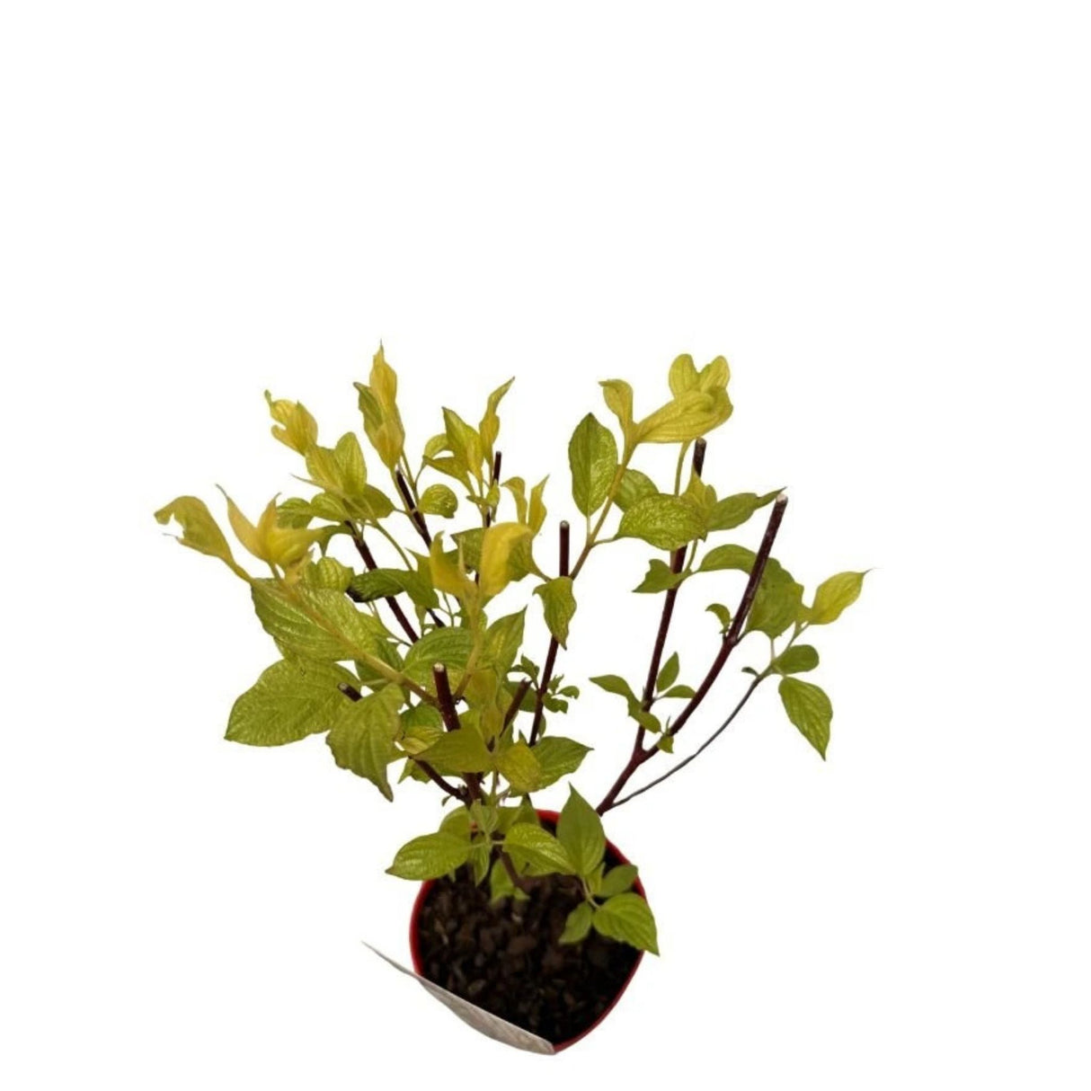 Svída bílá Sibirica, výška 40-60 cm, květináč 3 l