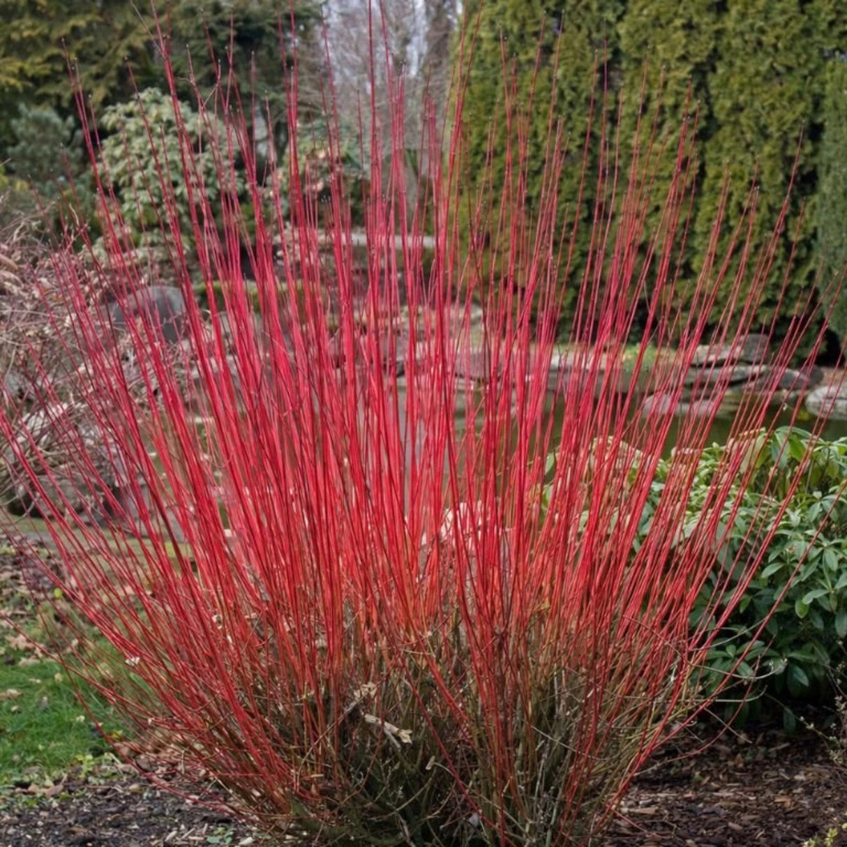 Svída bílá Sibirica, výška 40-60 cm, květináč 3 l