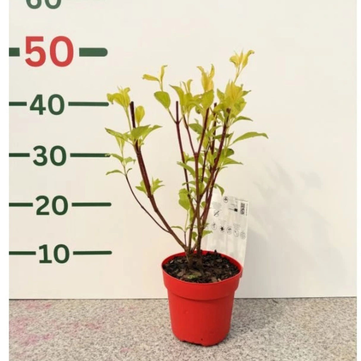 Svída bílá Sibirica, výška 40-60 cm, květináč 3 l