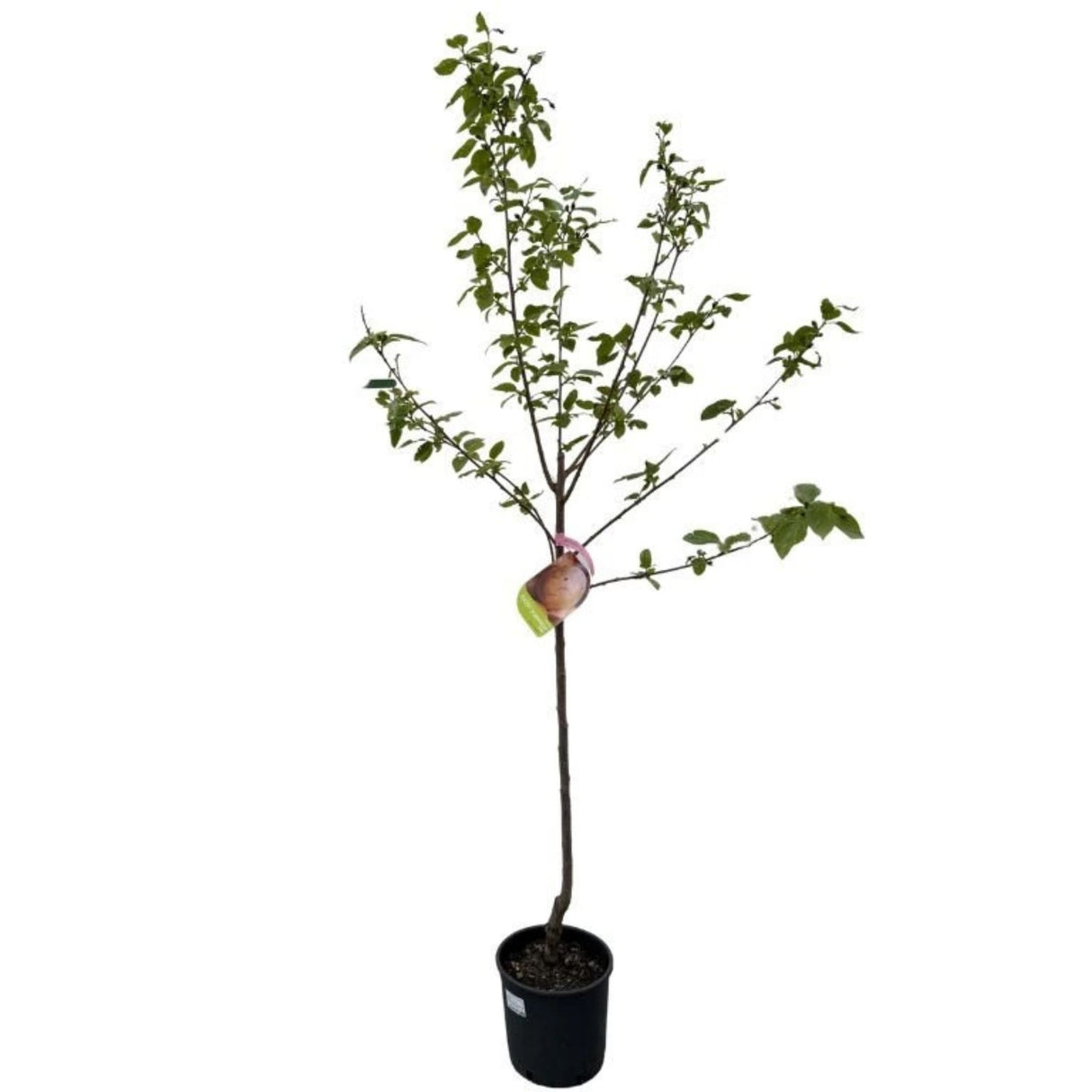 Kaki, tomel Ragno na kmínku 80-100 cm, výška 160-200 cm, květináč 10 l