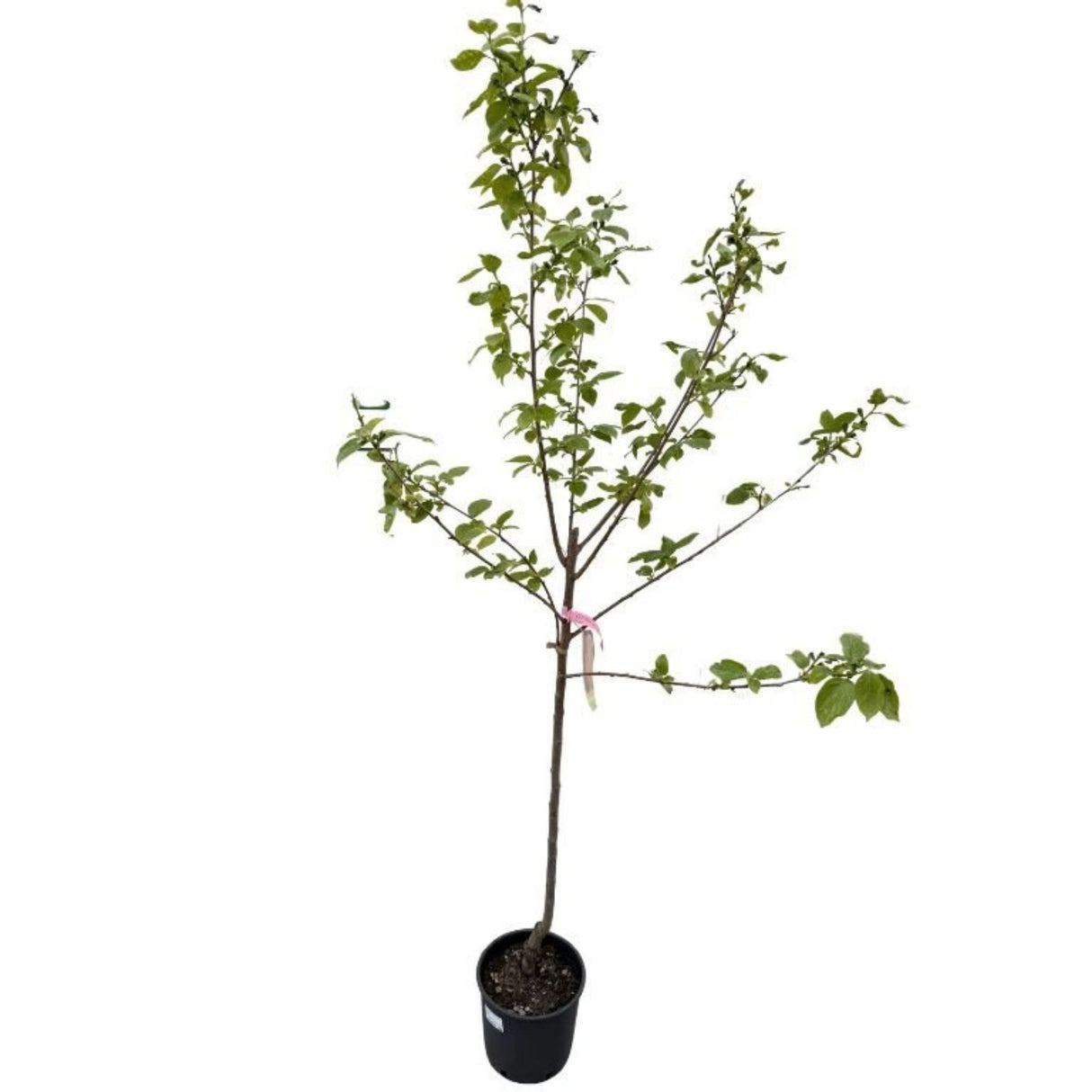 Kaki, tomel Ragno na kmínku 80-100 cm, výška 160-200 cm, květináč 10 l