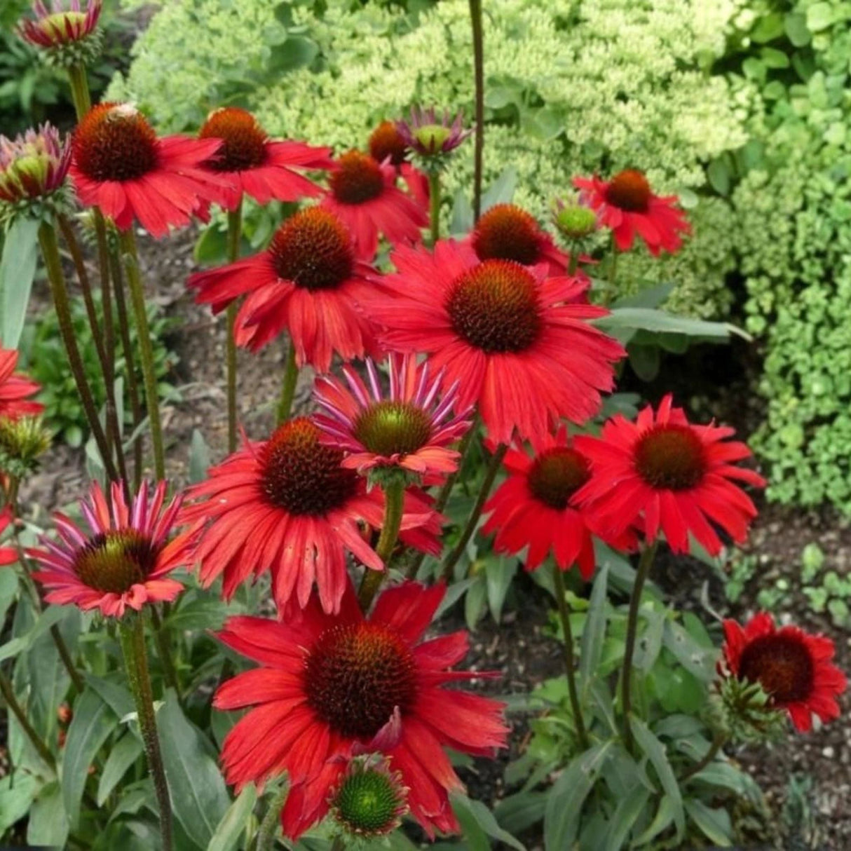Třapatkovka Kismet Red, květináč 11 cm