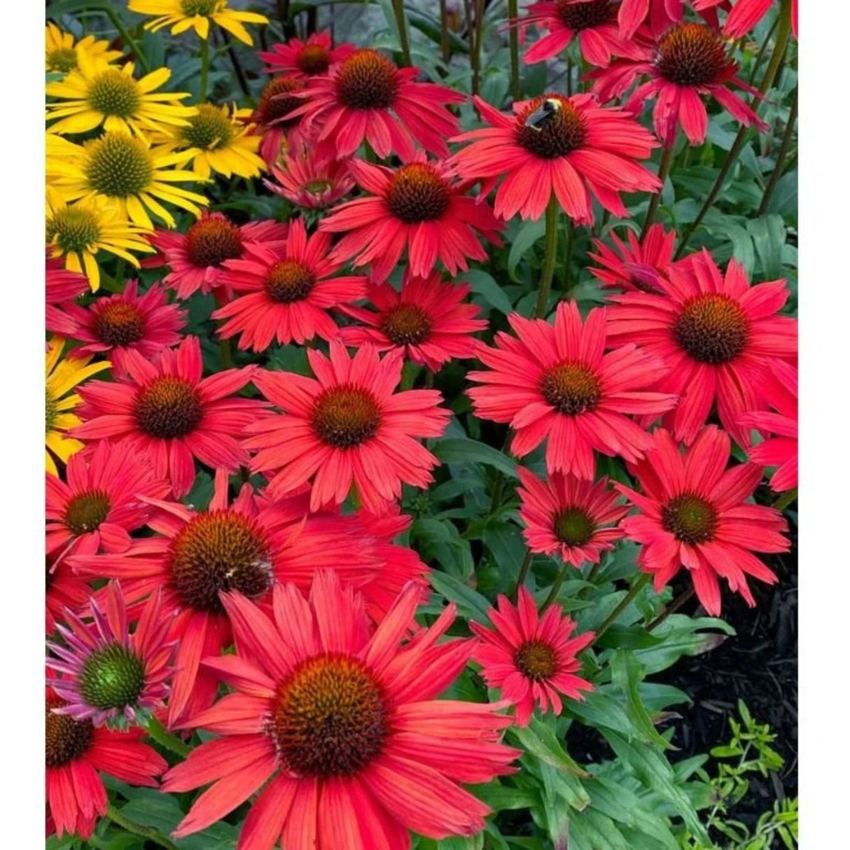 Třapatkovka Kismet Red, květináč 11 cm