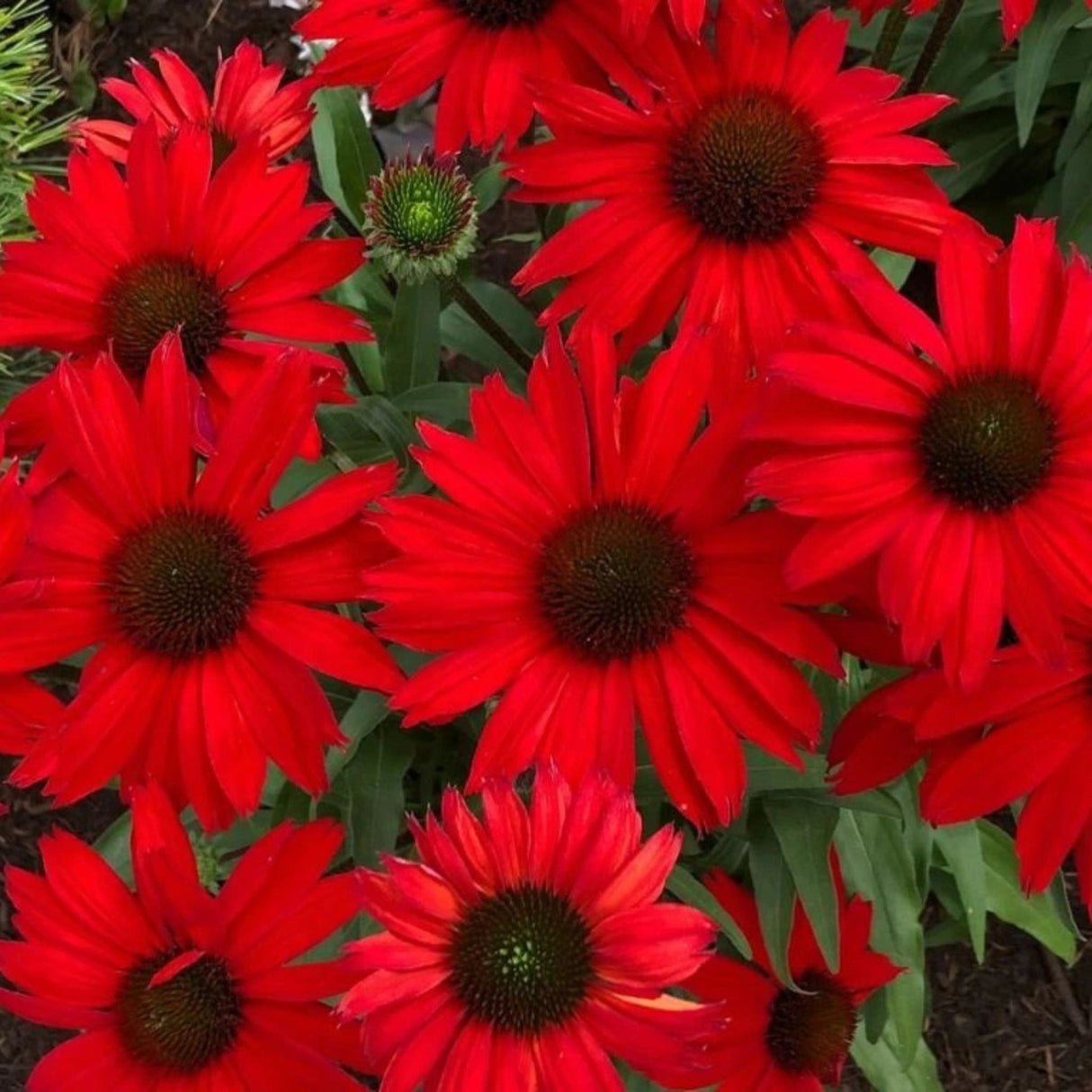 Třapatkovka Kismet Red, květináč 11 cm