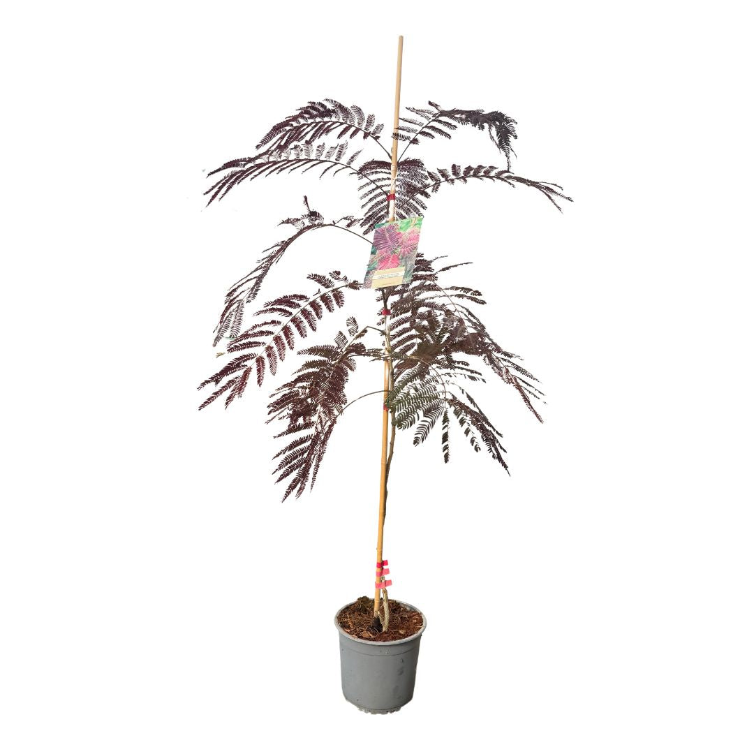 Albízie růžová Summer Chocolate, výška 50-80 cm, květináč 19 cm
