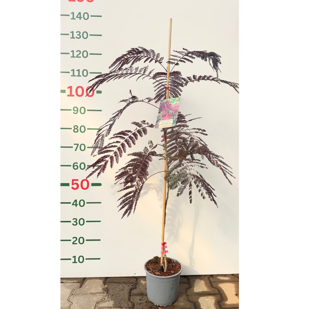 Albízie růžová Summer Chocolate, výška 50-80 cm, květináč 19 cm