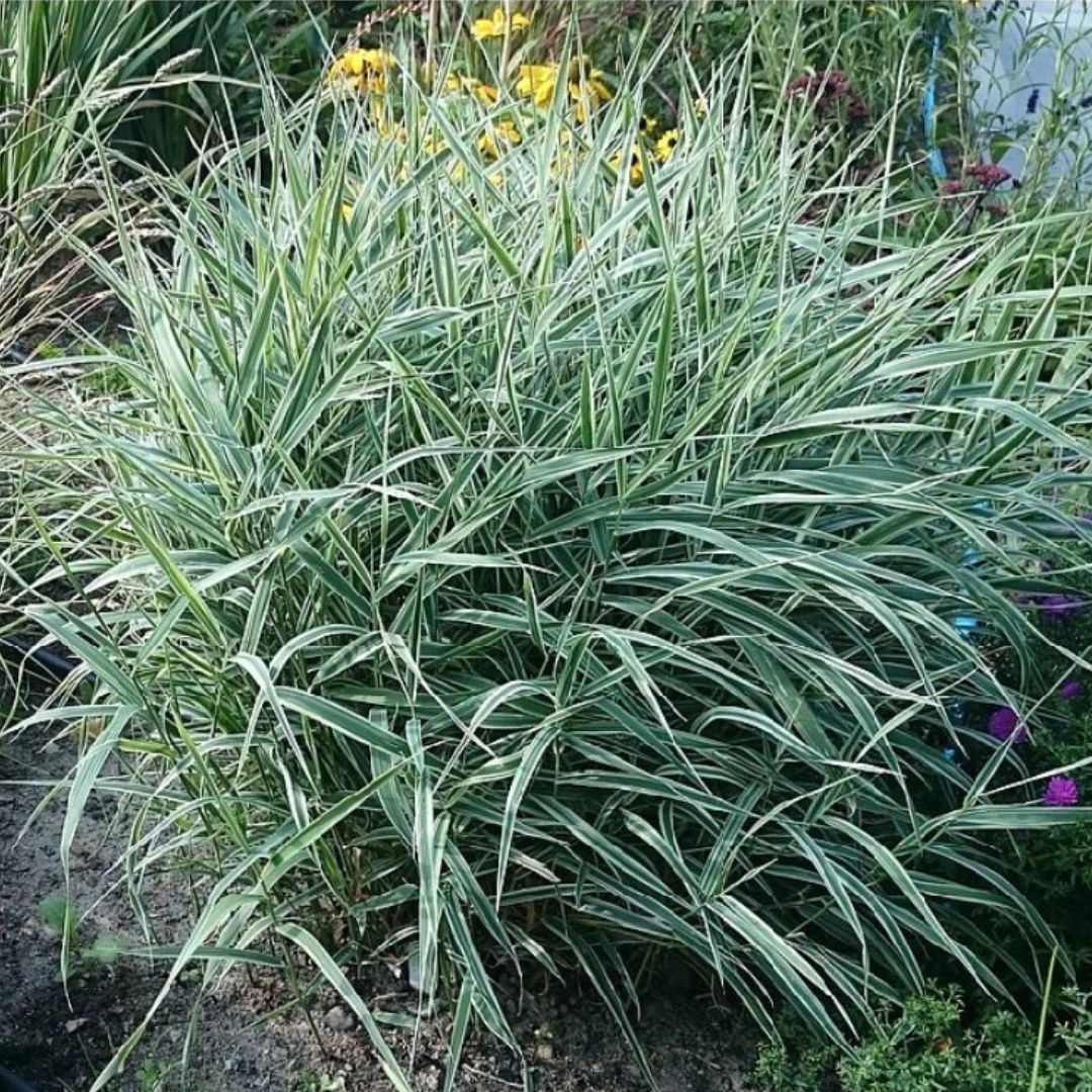 Chrastice rákosovitá 'Picta', květináč 9 cm